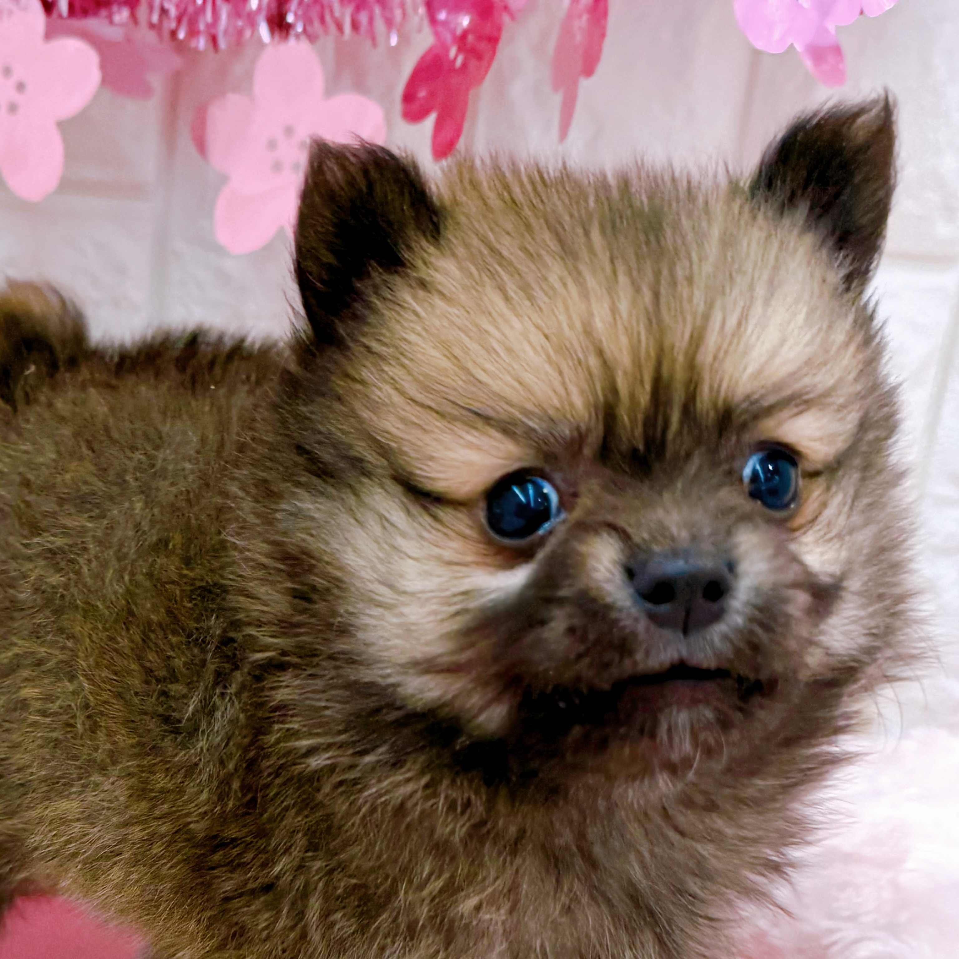 岡山県のポメチワ/チワポメ/ポメチー(ポメラニアン×チワワ) (犬の家＆猫の里倉敷店/2026年2月7日生まれ/男の子/オレンジ)の子犬の1枚目の画像