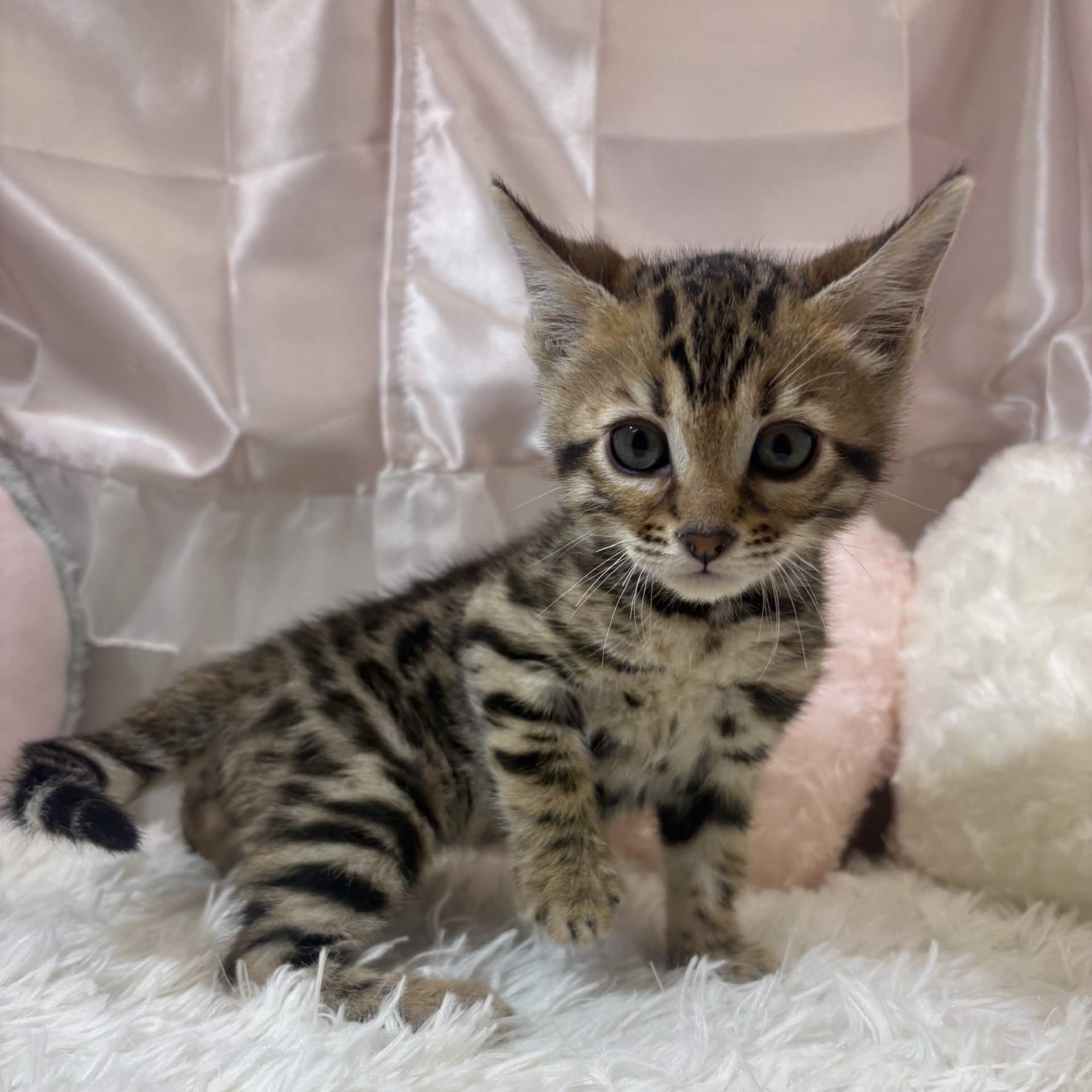 兵庫県のベンガル (犬の家＆猫の里カナート西神戸店/2026年2月8日生まれ/女の子/ブラウンスポットタビー)の子猫の1枚目の画像