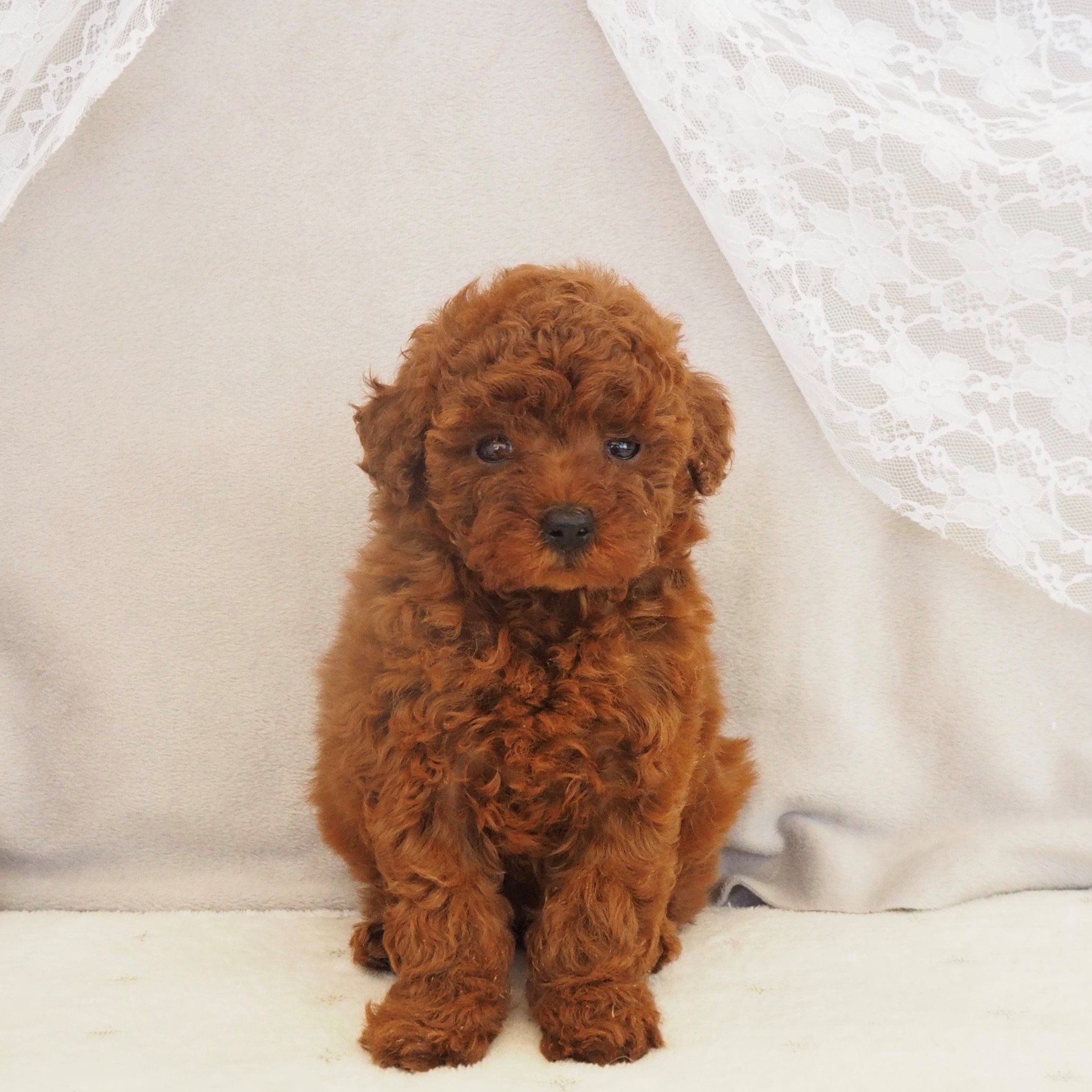 大阪府のトイプードル(トイ) (犬の家＆猫の里もりのみやキューズモールBASE店/2026年2月7日生まれ/女の子/レッドフォーン)の子犬