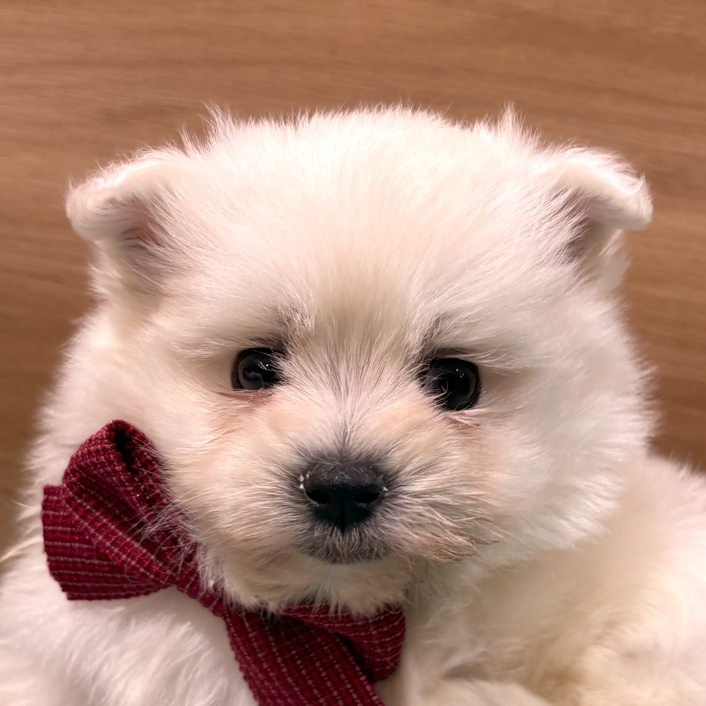 大阪府のポメマル/マルポメ(ポメラニアン×マルチーズ) (犬の家＆猫の里そよら東岸和田店/2026年2月8日生まれ/女の子/クリーム)の子犬の1枚目の画像