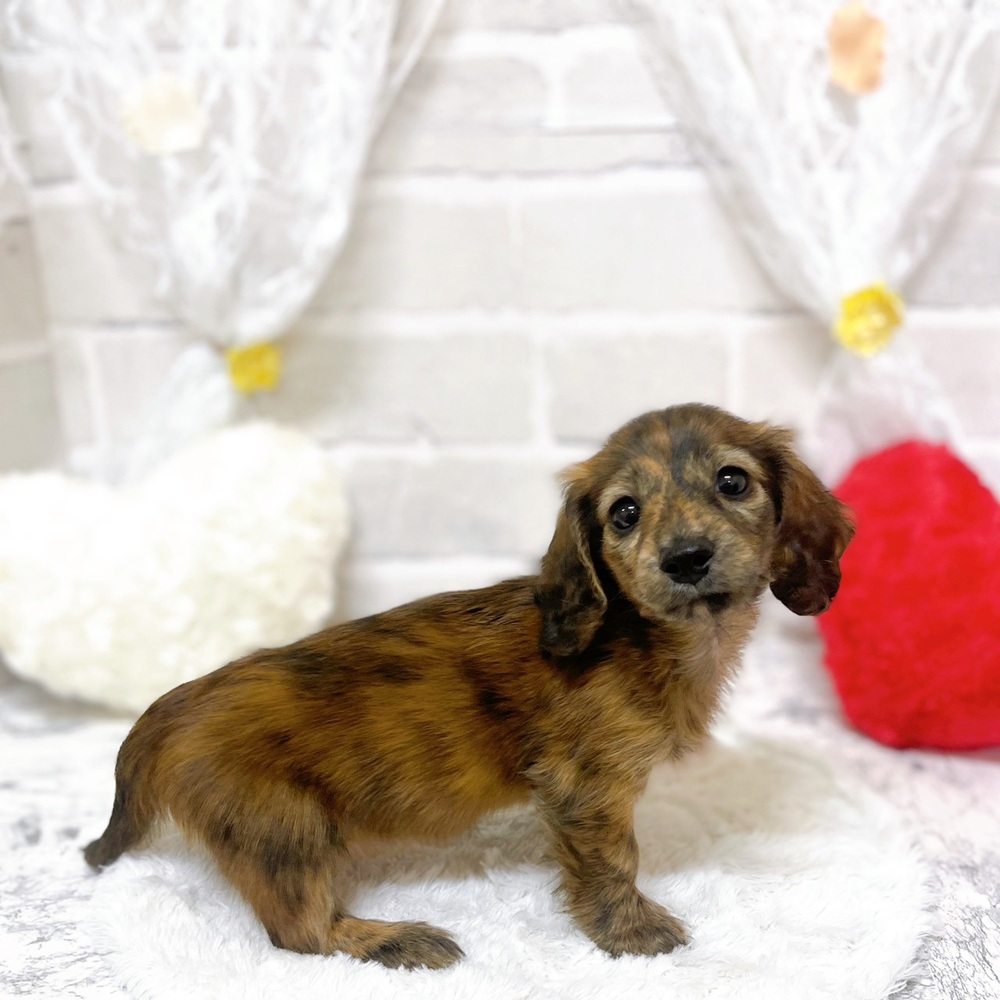 京都府のカニンヘンダックスフンド(ロング) (犬の家＆猫の里京都精華店/2026年1月31日生まれ/女の子/ブリンドル)の子犬の2枚目の画像