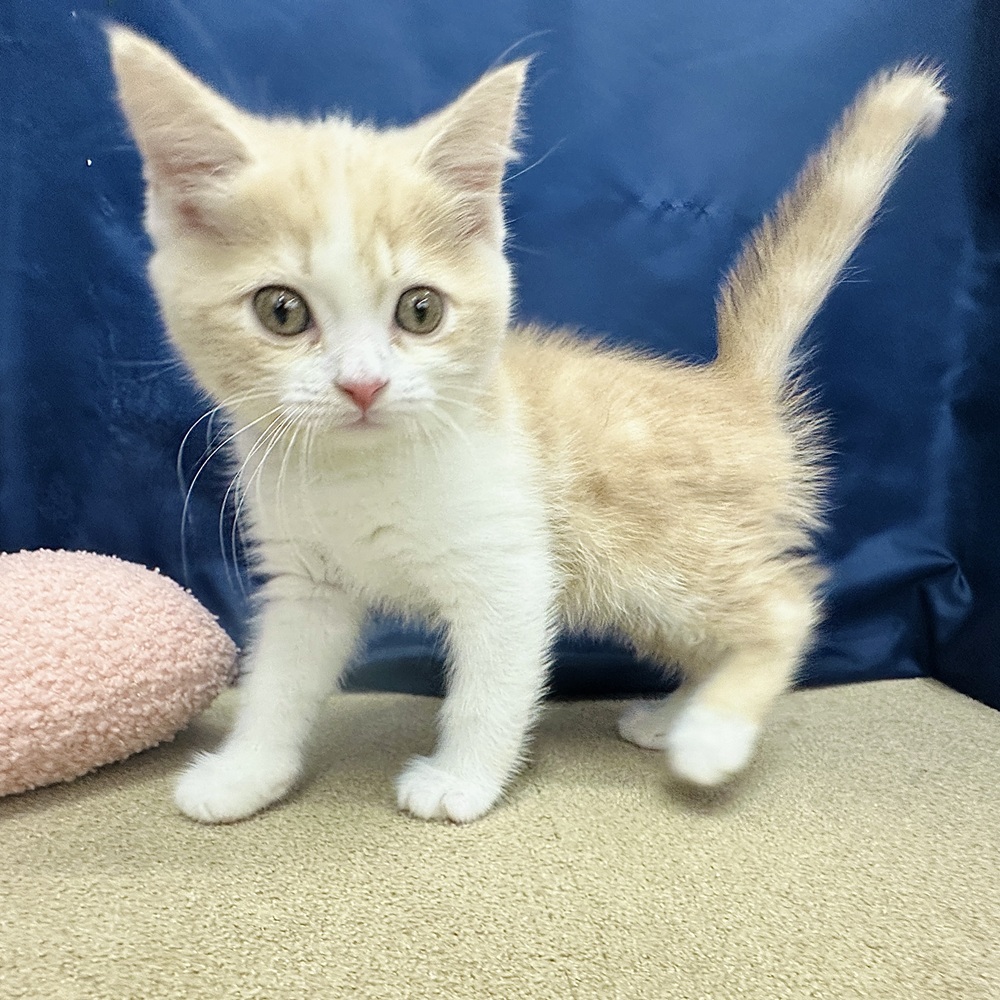 岐阜県のマンチカン (犬の家＆猫の里中津川店/2026年2月5日生まれ/男の子/クリームタビーホワイト)の子猫の1枚目の画像