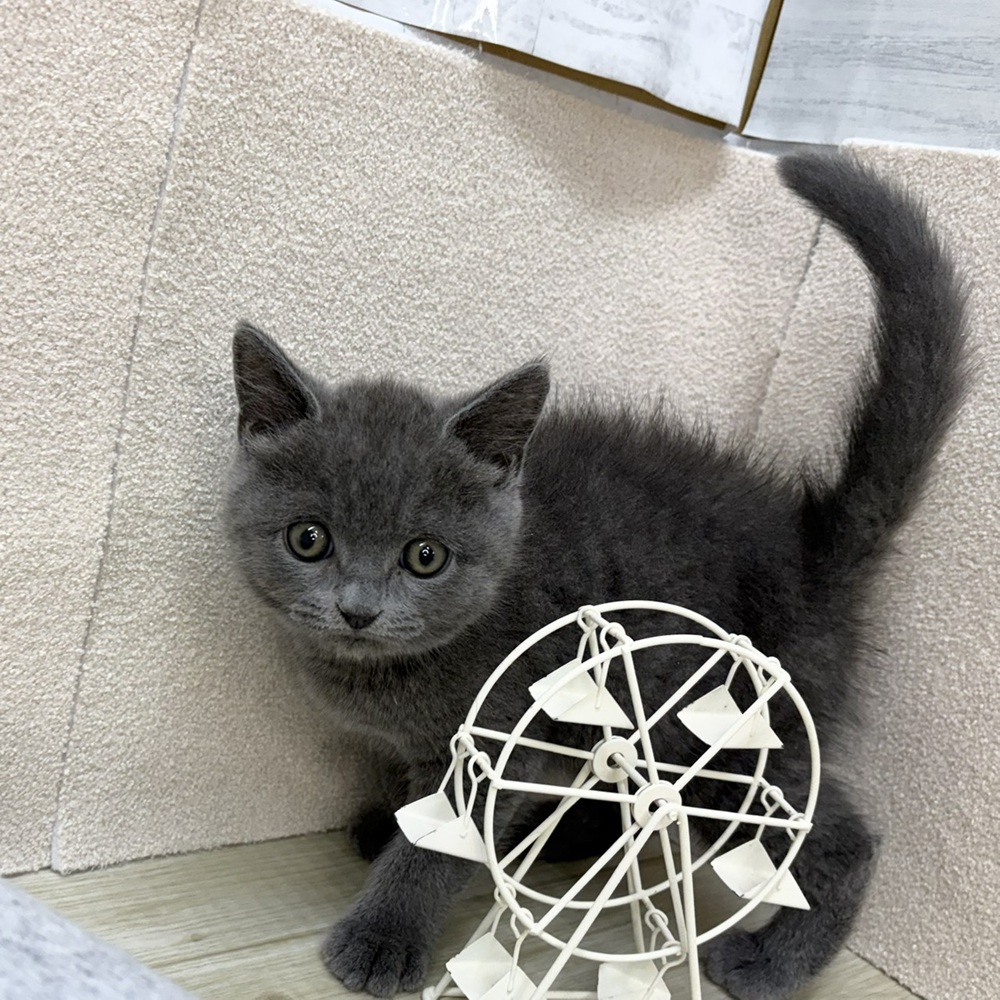 長野県のブリティッシュショートヘアー (犬の家＆猫の里塩尻店/2026年2月7日生まれ/男の子/ブルー)の子猫の2枚目の画像