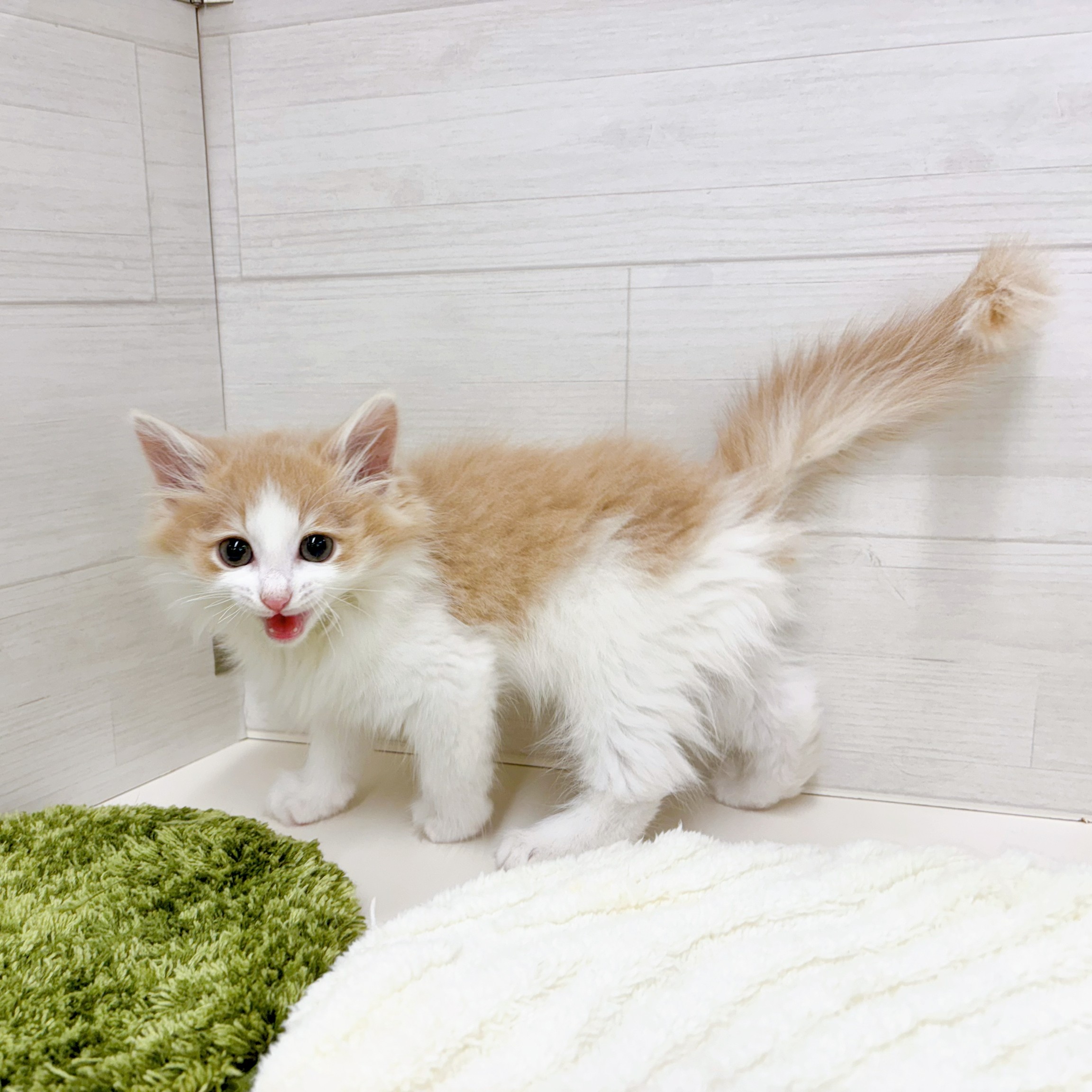 石川県のノルウェージャンフォレストキャット (犬の家＆猫の里アミーゴ金沢おこばた店/2026年2月2日生まれ/女の子/クリームタビーホワイト)の子猫の2枚目の画像