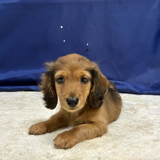 愛知県のミニチュアダックスフンド(ロング) (犬の家＆猫の里一宮店/2026年1月30日生まれ/男の子/レッド)の子犬の2枚目の画像