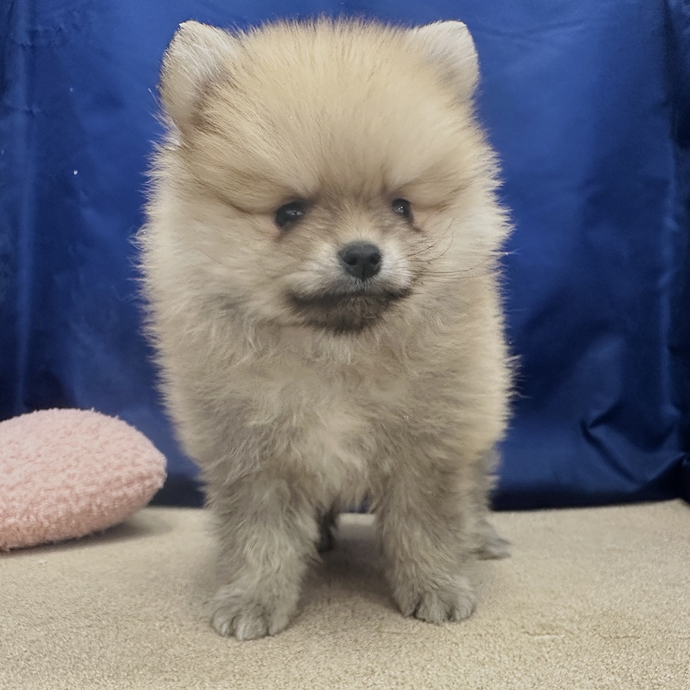 岐阜県のポメラニアン (犬の家＆猫の里中津川店/2026年2月8日生まれ/男の子/クリームセーブル)の子犬の1枚目の画像
