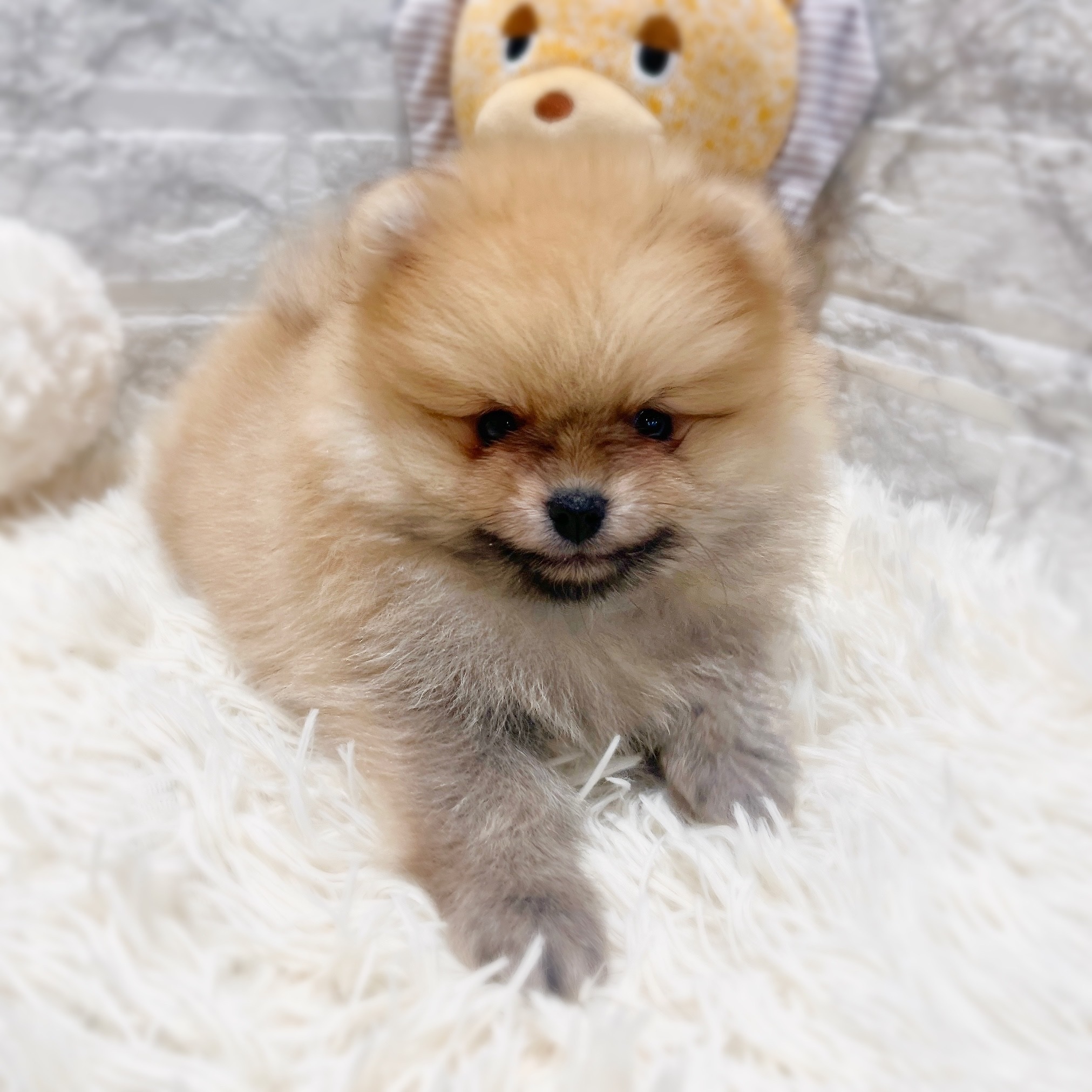 愛知県のポメラニアン (犬の家＆猫の里MiO香久山店/2026年2月8日生まれ/女の子/クリームセーブル)の子犬の2枚目の画像