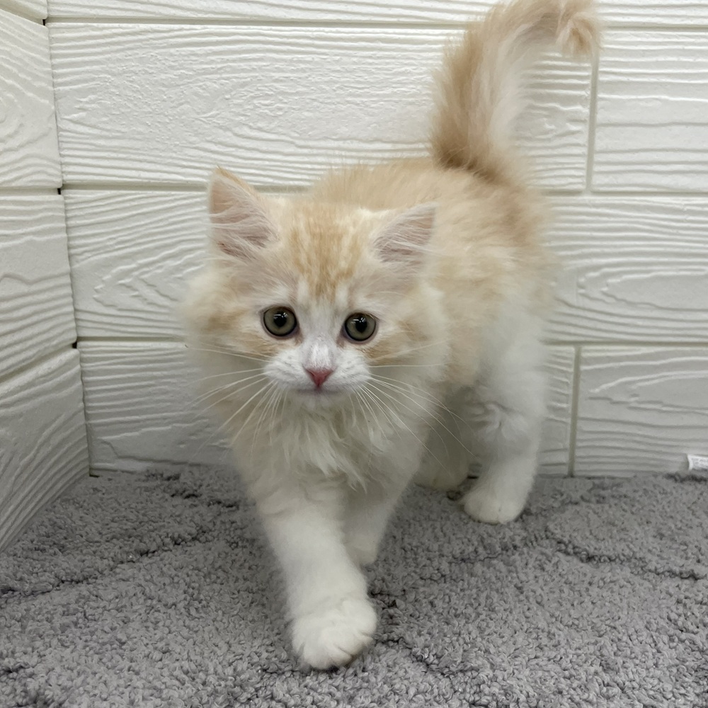 愛知県のスコティッシュフォールド (犬の家＆猫の里七宝店/2026年2月1日生まれ/男の子/クリームタビーホワイト)の子猫の1枚目の画像