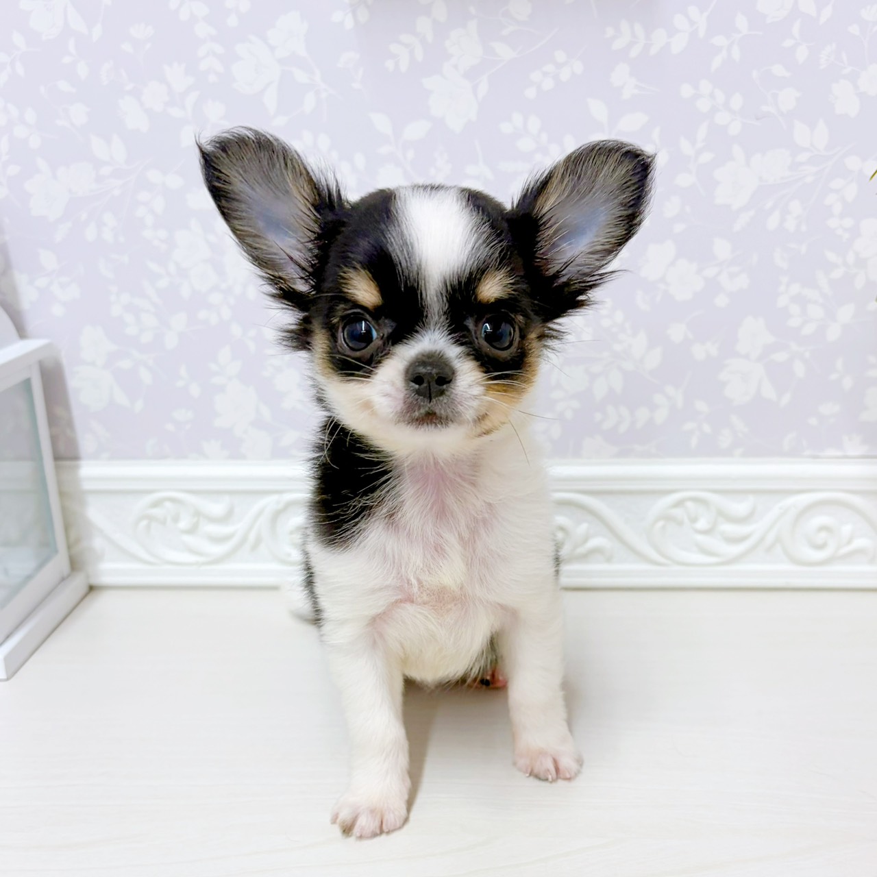 富山県のチワワ(ロング) (犬の家＆猫の里アミーゴ山室店/2026年2月2日生まれ/女の子/ブラッククリームホワイト)の子犬の1枚目の画像
