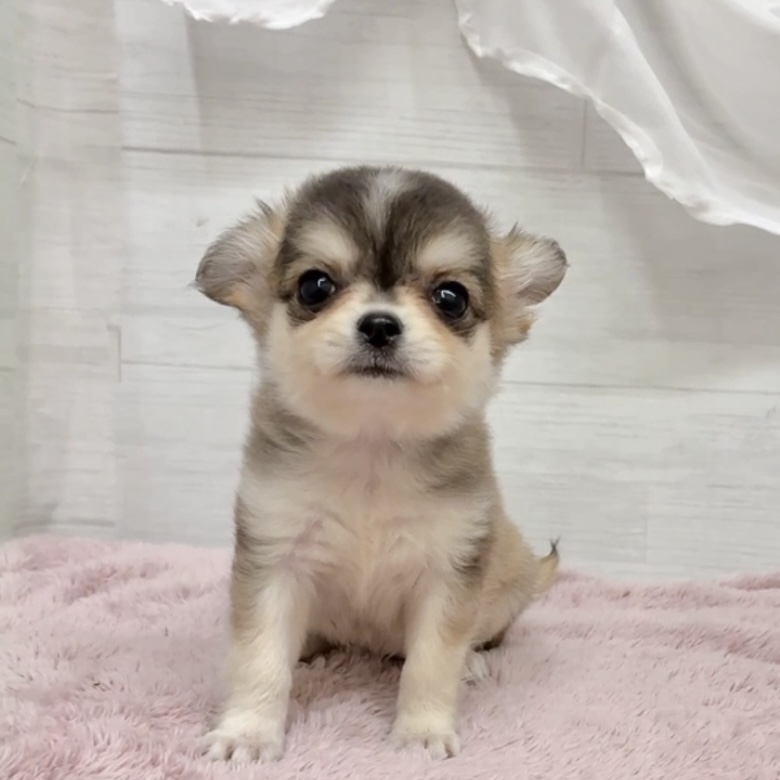 愛知県のチワワ(ロング) (犬の家＆猫の里碧南店/2026年2月5日生まれ/女の子/セーブルホワイト)の子犬の2枚目の画像