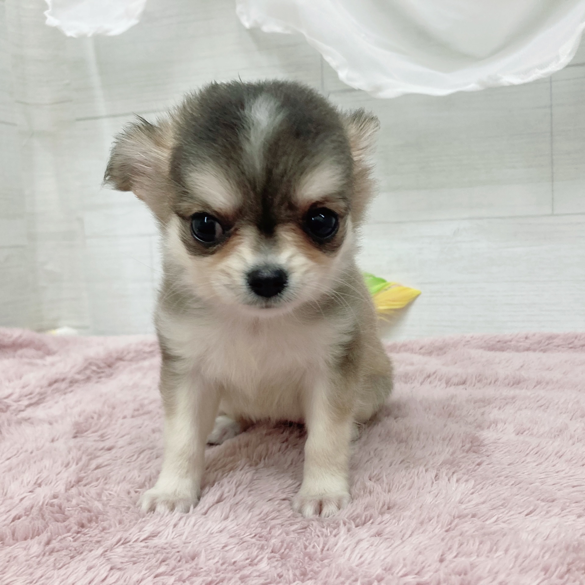 愛知県のチワワ(ロング) (犬の家＆猫の里碧南店/2026年2月5日生まれ/女の子/セーブルホワイト)の子犬の2枚目の画像