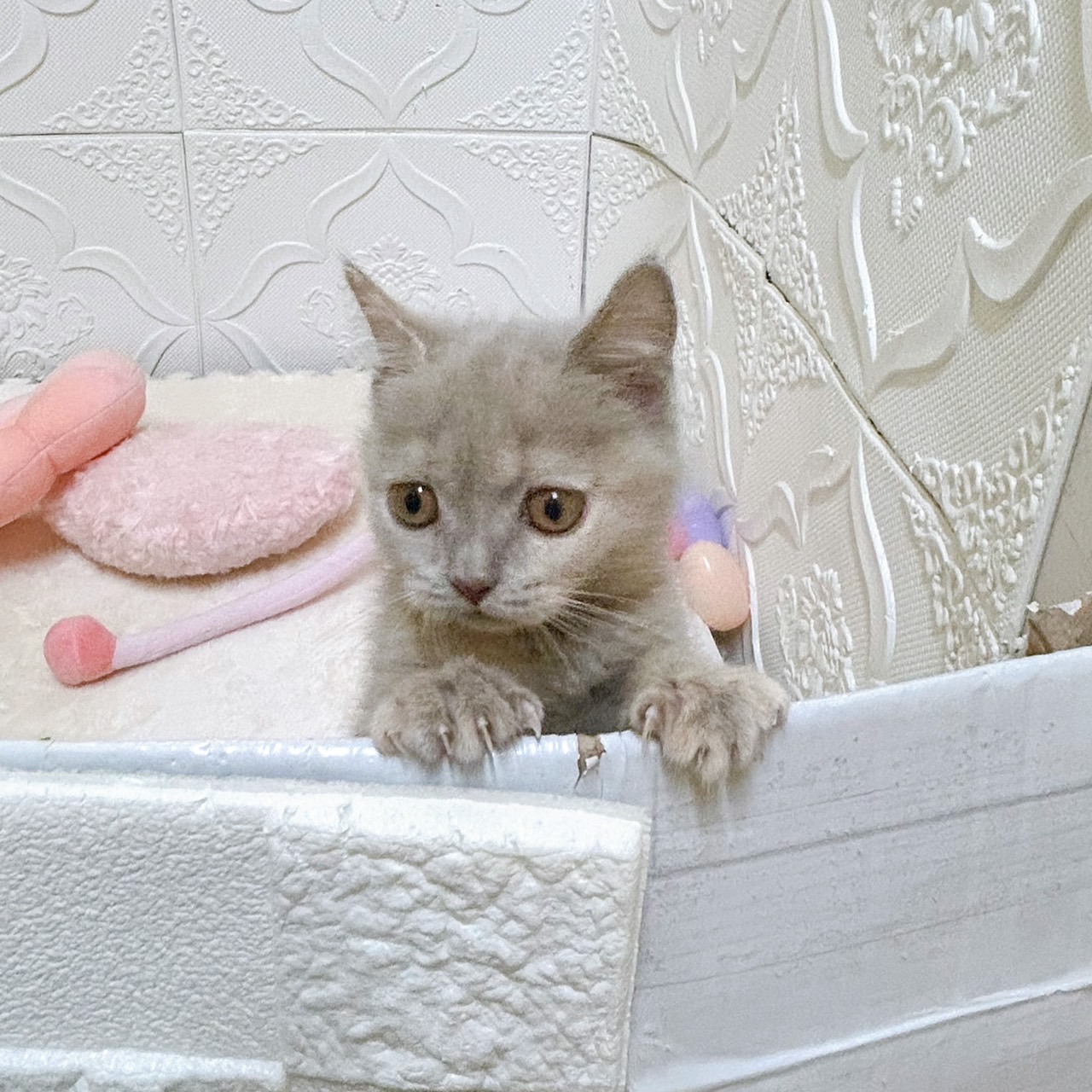 愛知県のブリティッシュショートヘアー (犬の家＆猫の里岡崎店/2026年2月3日生まれ/女の子/ライラッククリーム)の子猫の2枚目の画像