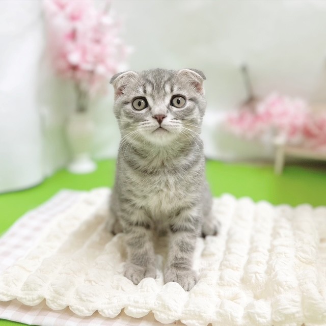 静岡県のスコティッシュフォールド (犬の家＆猫の里藤枝店/2026年2月6日生まれ/男の子/ブルータビー)の子猫の1枚目の画像