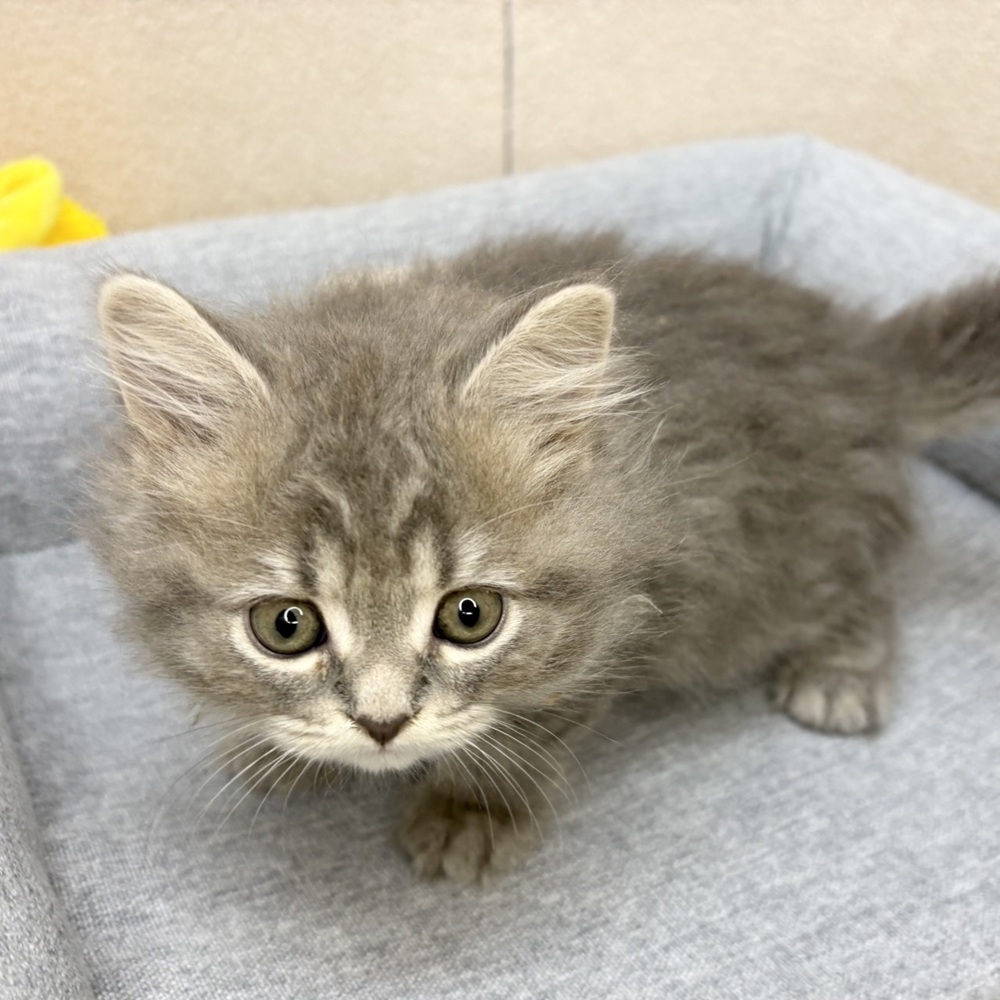長野県のスコティッシュストレート (犬の家＆猫の里塩尻店/2026年2月6日生まれ/女の子/ブルータビー)の子猫の2枚目の画像