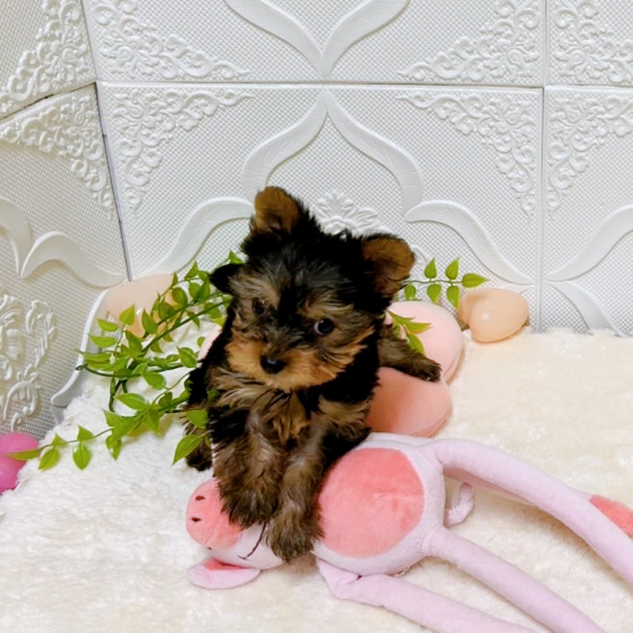 愛知県のヨークシャーテリア (犬の家＆猫の里岡崎店/2026年2月7日生まれ/女の子/スチールブルータン)の子犬の2枚目の画像