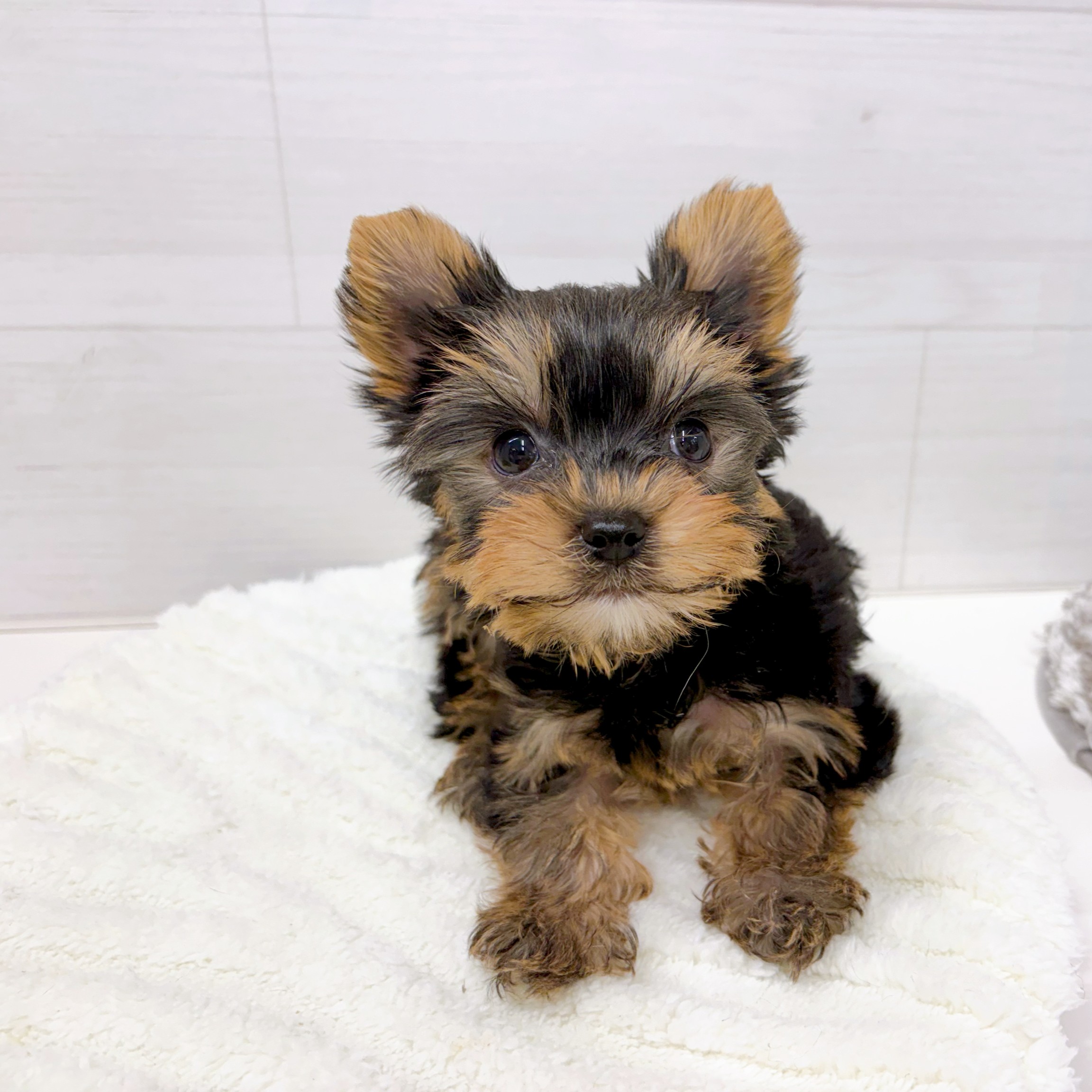 石川県のヨークシャーテリア (犬の家＆猫の里アミーゴ金沢おこばた店/2026年2月7日生まれ/女の子/スチールブルータン)の子犬の2枚目の画像