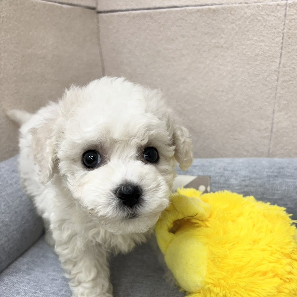 長野県のビションフリーゼ (犬の家＆猫の里塩尻店/2026年2月10日生まれ/女の子/ホワイト)の子犬の1枚目の画像