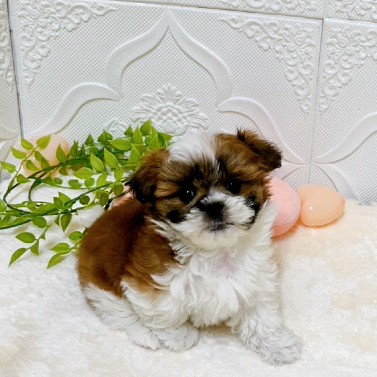 愛知県のマルズー/マルシーズ(マルチーズ×シーズー) (犬の家＆猫の里岡崎店/2026年2月8日生まれ/男の子/ゴールドホワイト)の子犬