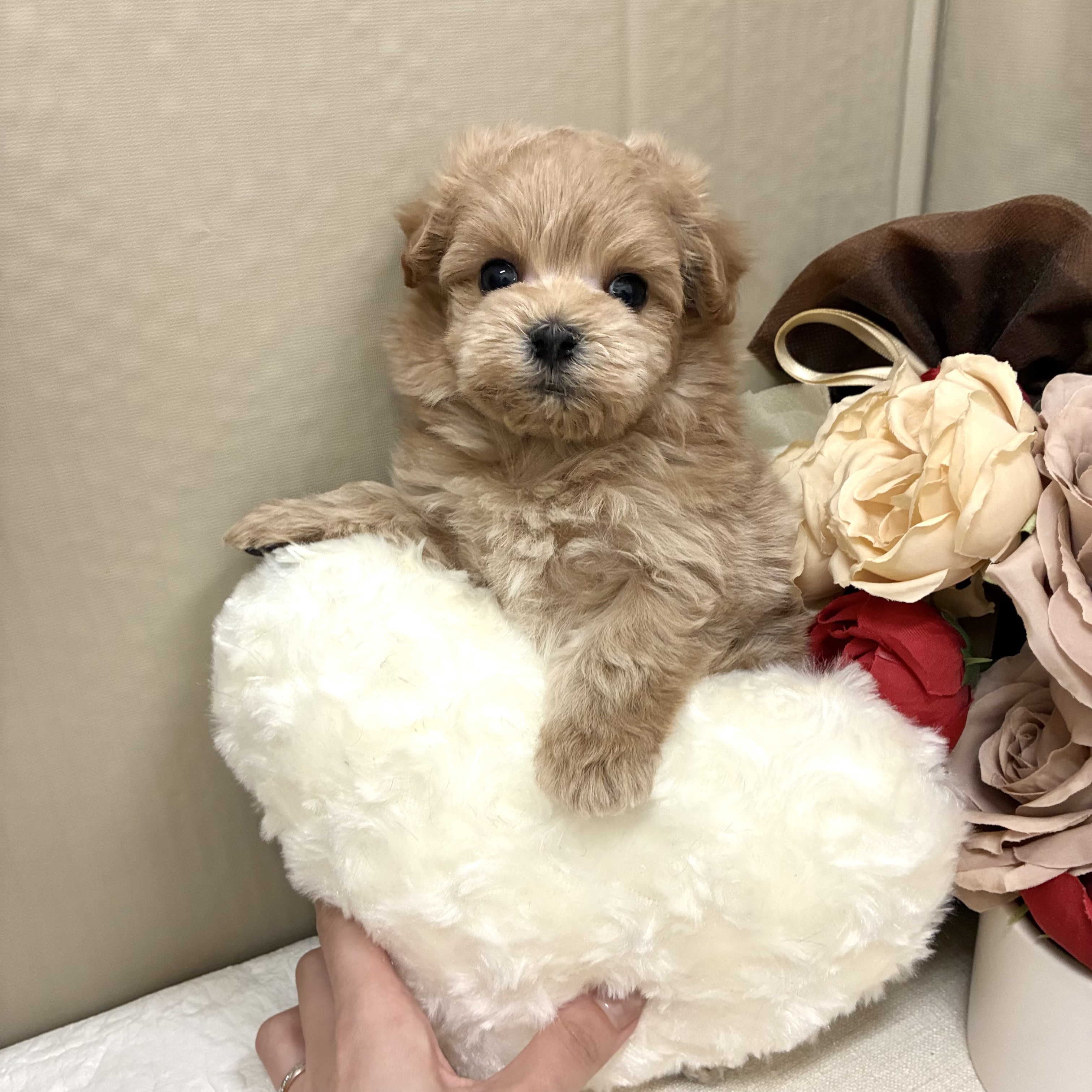 千葉県のマルプー(マルチーズ×プードル) (犬の家＆猫の里ワンズモール稲毛店/2026年2月10日生まれ/男の子/アプリコット)の子犬の2枚目の画像