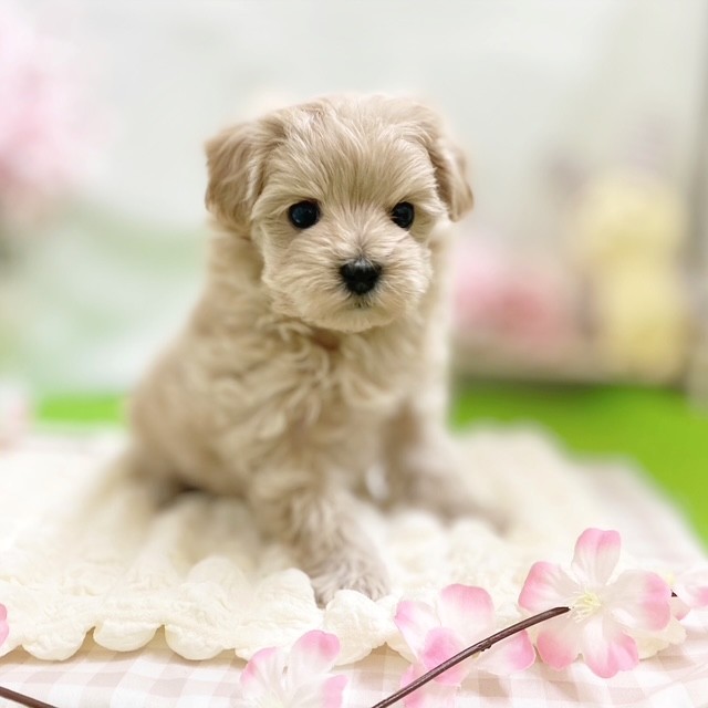 静岡県のマルプー(マルチーズ×プードル) (犬の家＆猫の里藤枝店/2026年2月10日生まれ/女の子/アプリコット)の子犬の2枚目の画像