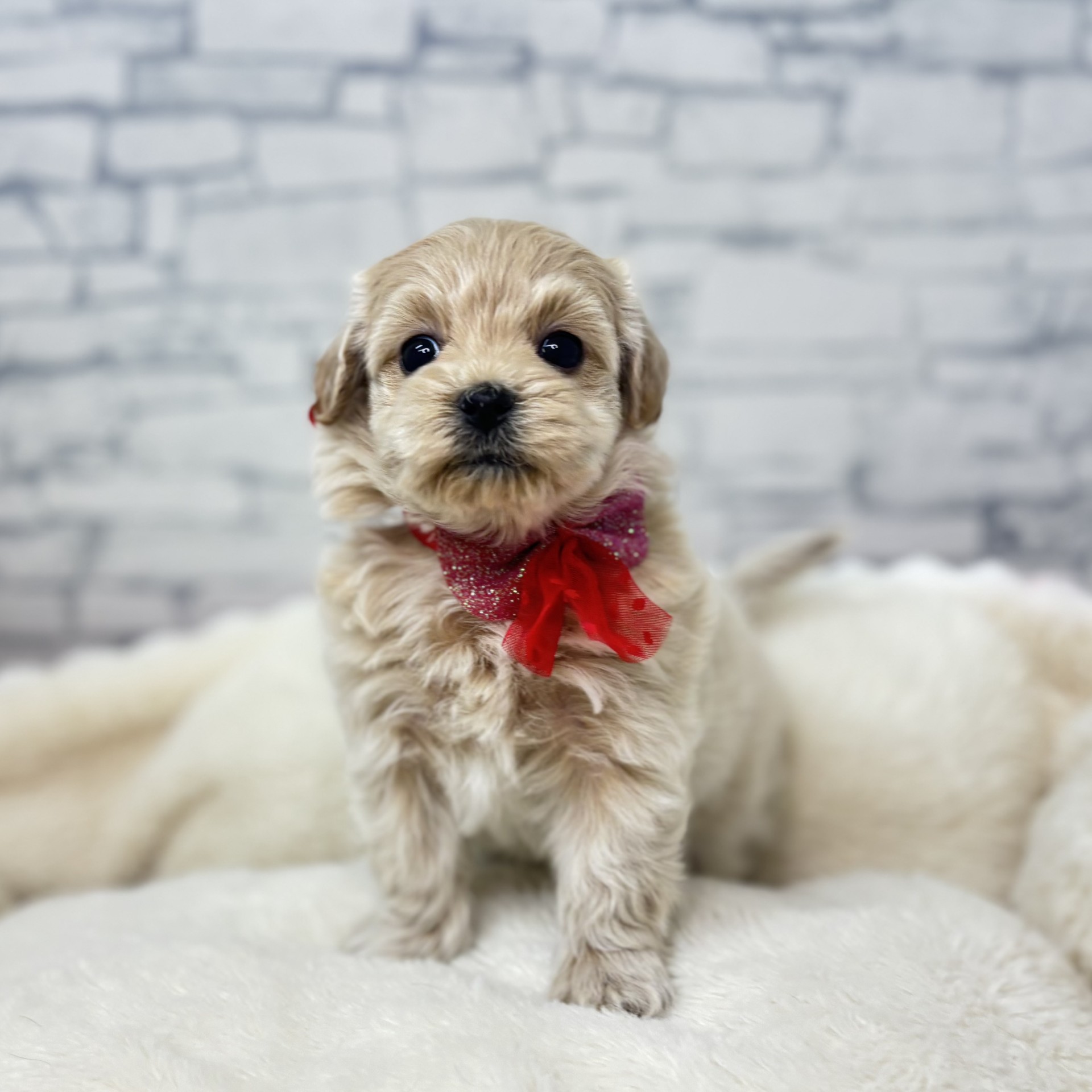 長野県のマルプー(マルチーズ×プードル) (犬の家＆猫の里長野店/2026年2月10日生まれ/女の子/アプリコット)の子犬の2枚目の画像
