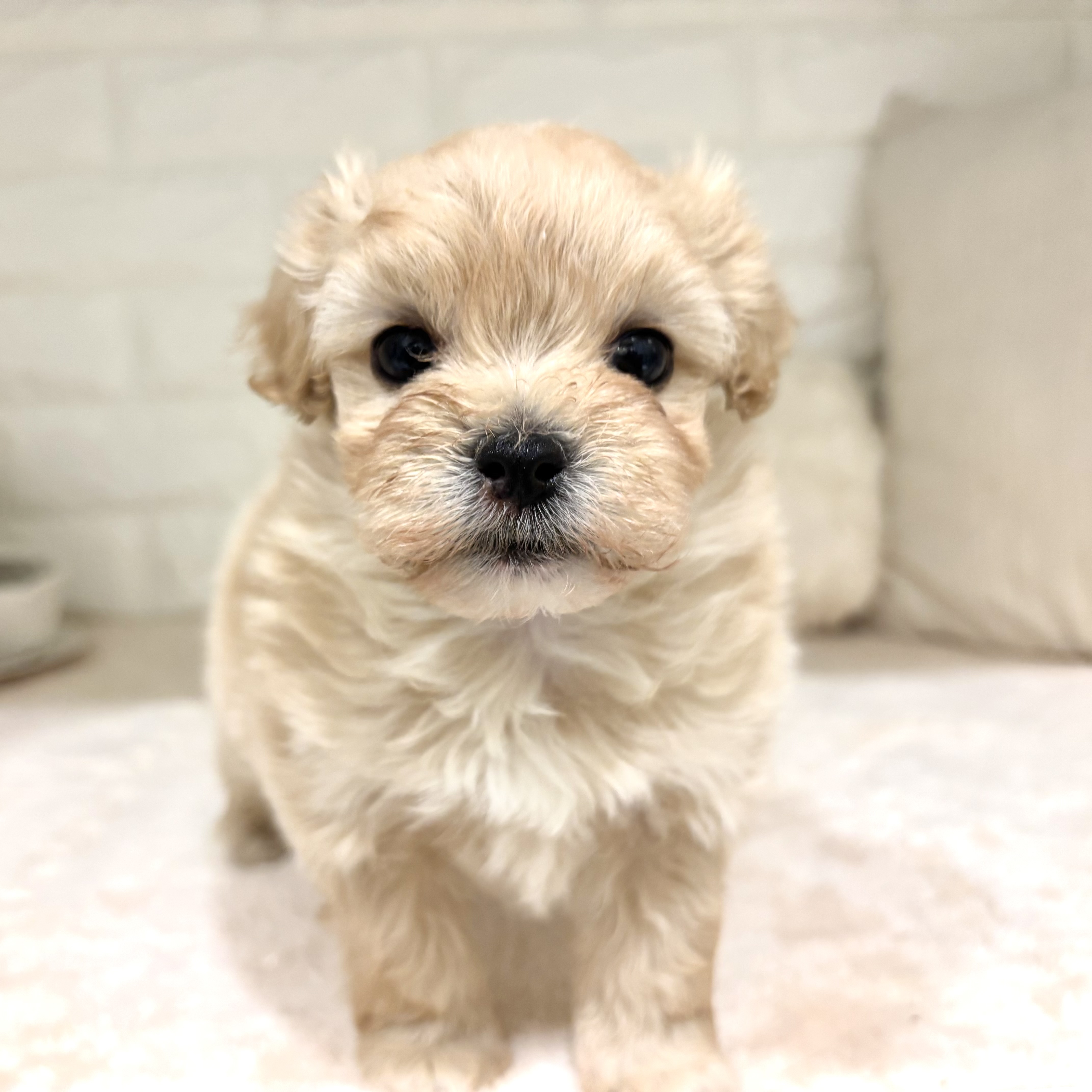 東京都のマルプー(マルチーズ×プードル) (犬の家＆猫の里新宿店/2026年2月9日生まれ/男の子/アプリコット)の子犬の2枚目の画像