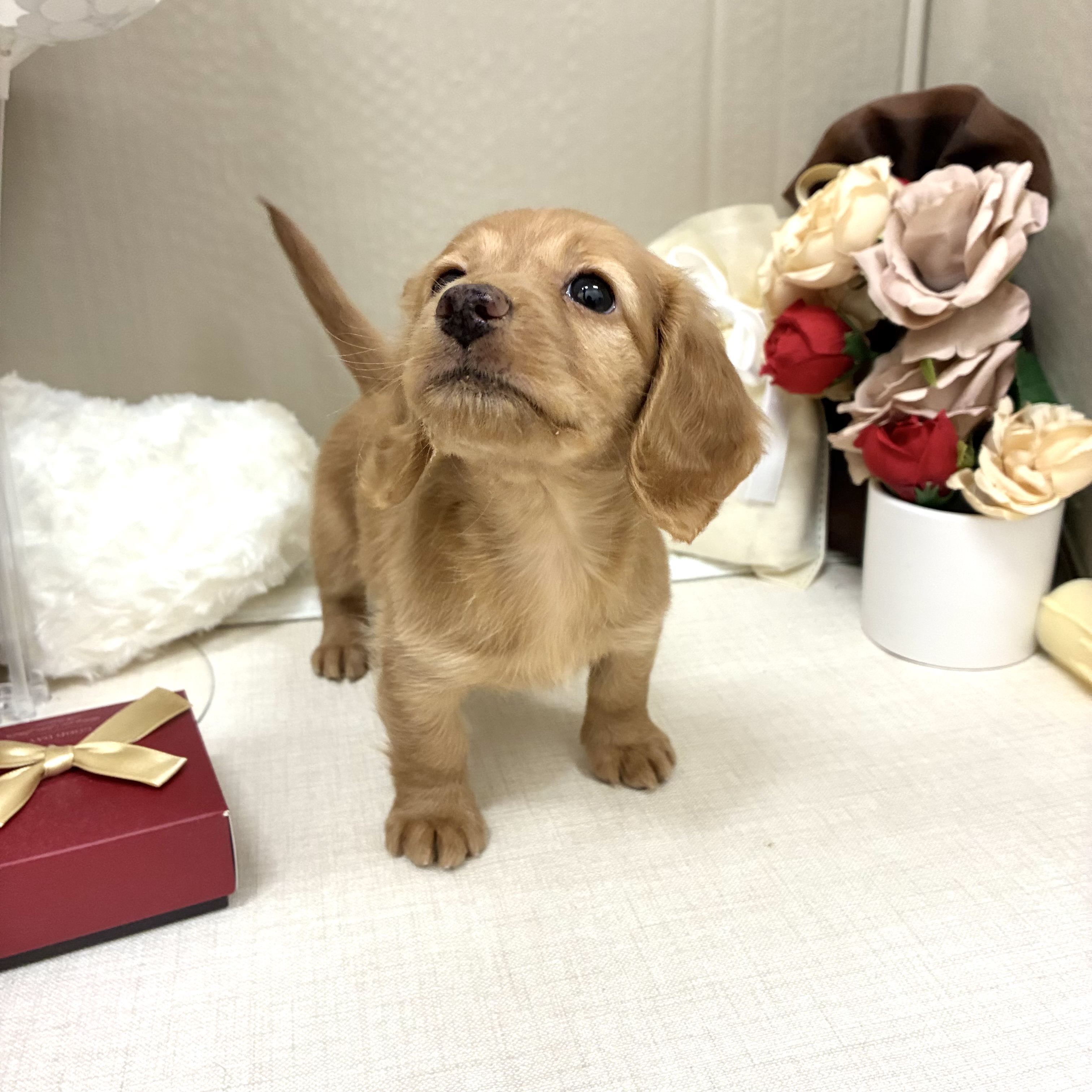 千葉県のカニンヘンダックスフンド(ロング) (犬の家＆猫の里ワンズモール稲毛店/2026年2月9日生まれ/女の子/ゴールド)の子犬の2枚目の画像
