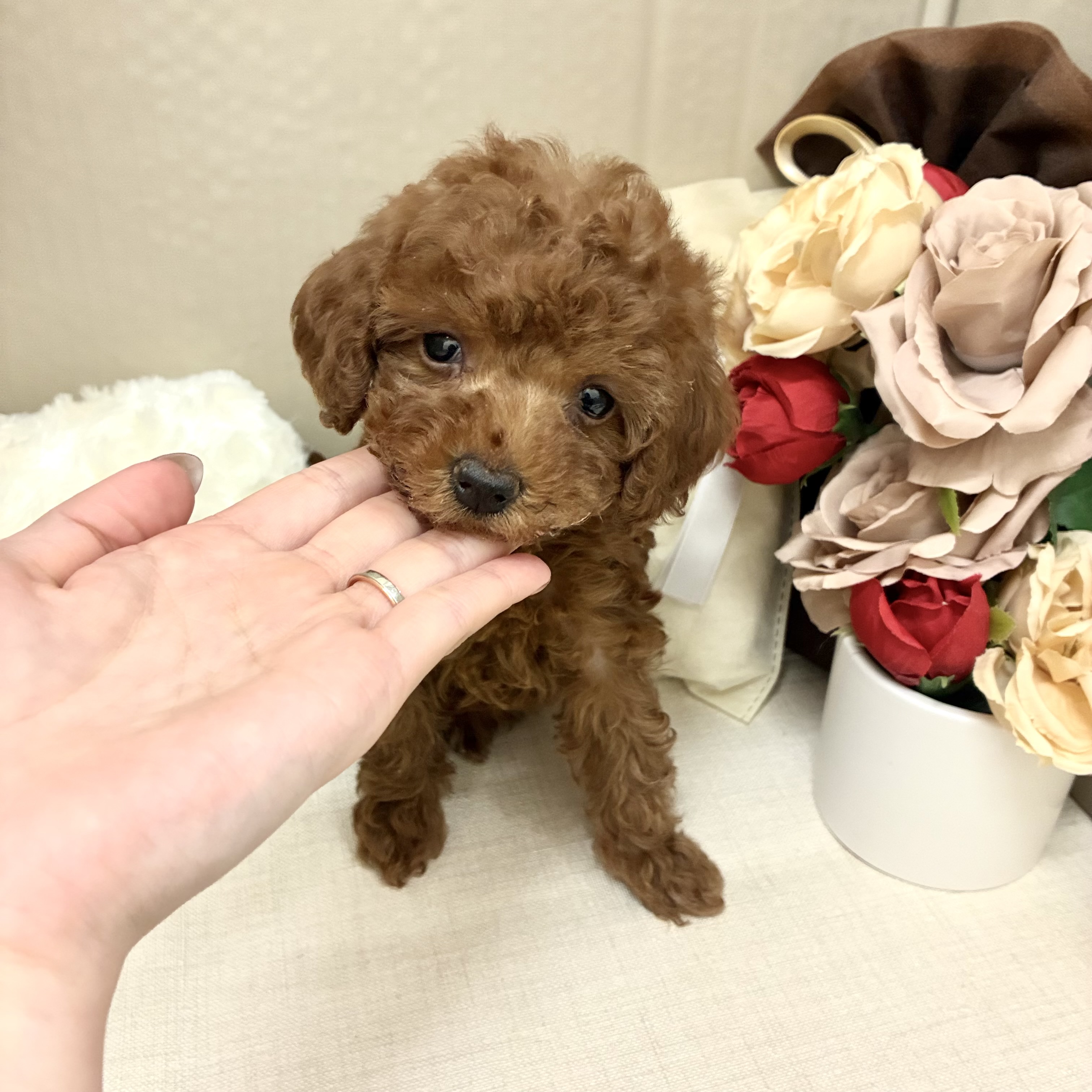 千葉県のトイプードル(トイ) (犬の家＆猫の里ワンズモール稲毛店/2026年2月10日生まれ/男の子/レッド)の子犬の2枚目の画像