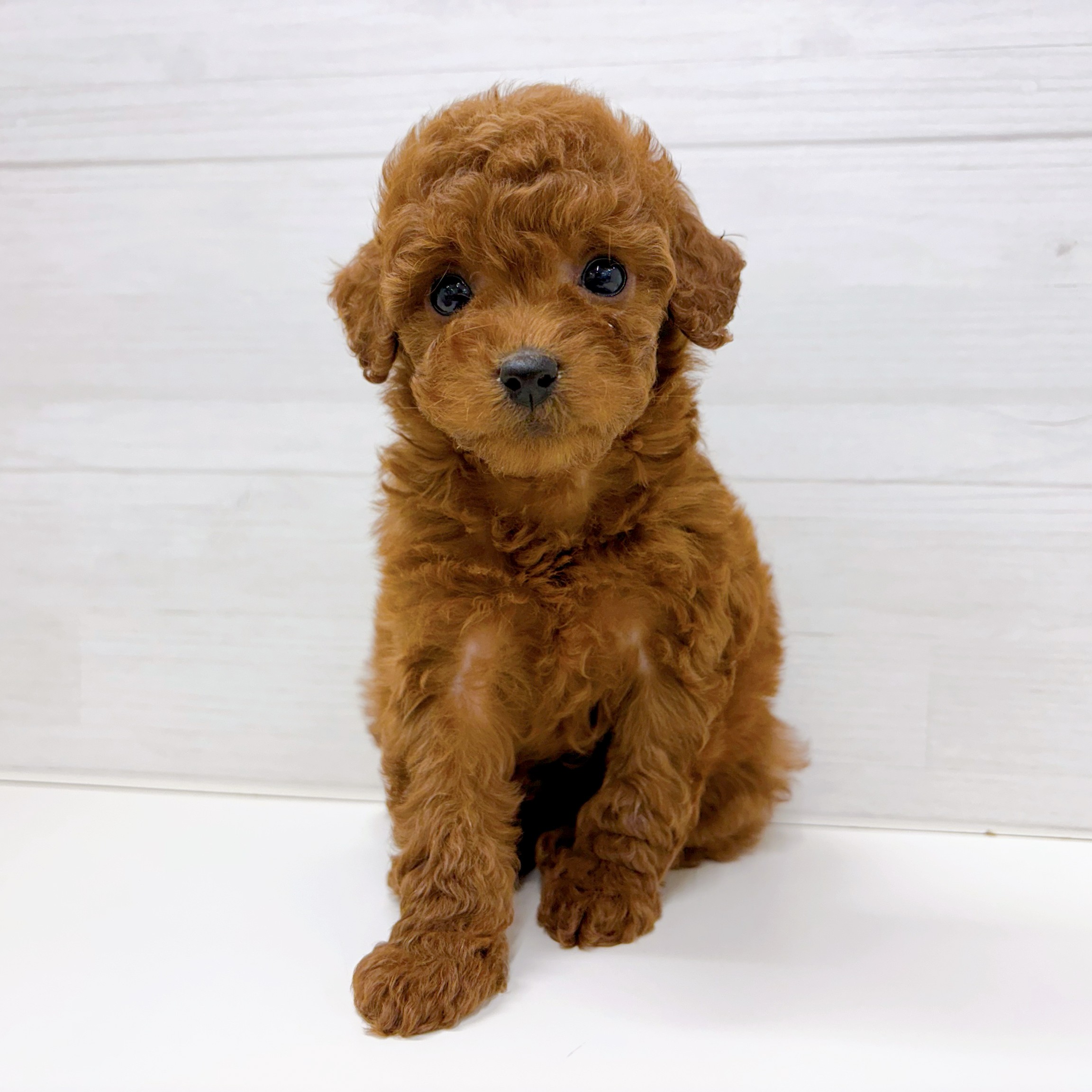 石川県のトイプードル(トイ) (犬の家＆猫の里アミーゴ金沢おこばた店/2026年2月9日生まれ/女の子/レッド)の子犬の2枚目の画像