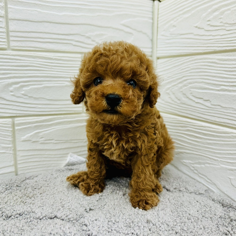 愛知県のトイプードル(トイ) (犬の家＆猫の里七宝店/2026年2月10日生まれ/女の子/レッド)の子犬の2枚目の画像