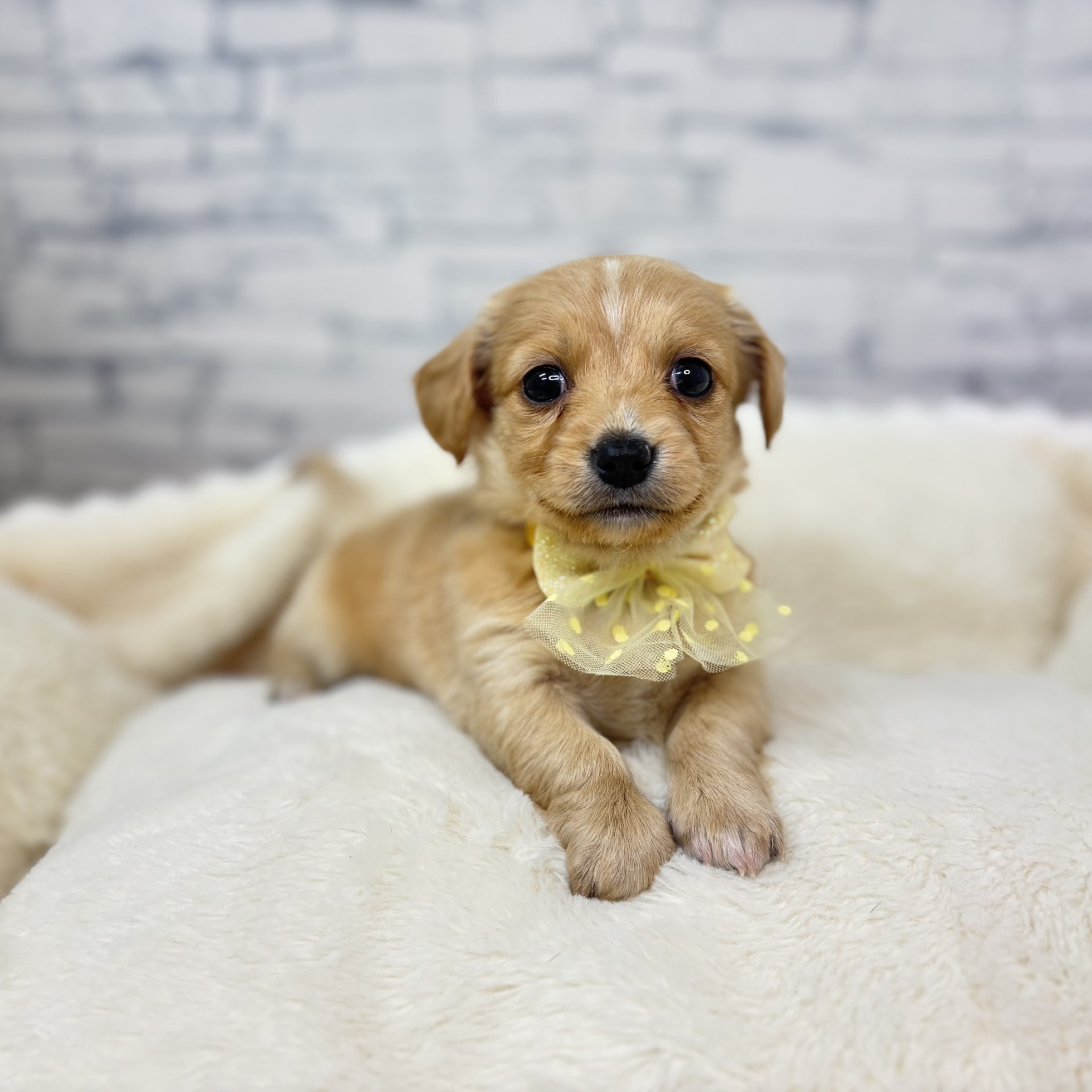 ハーフ犬女の子の写真