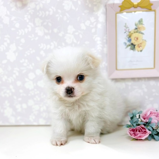富山県のポメチワ/チワポメ/ポメチー(ポメラニアン×チワワ) (犬の家＆猫の里アミーゴ高岡蓮花寺店/2026年2月7日生まれ/男の子/ホワイトクリーム)の子犬の2枚目の画像