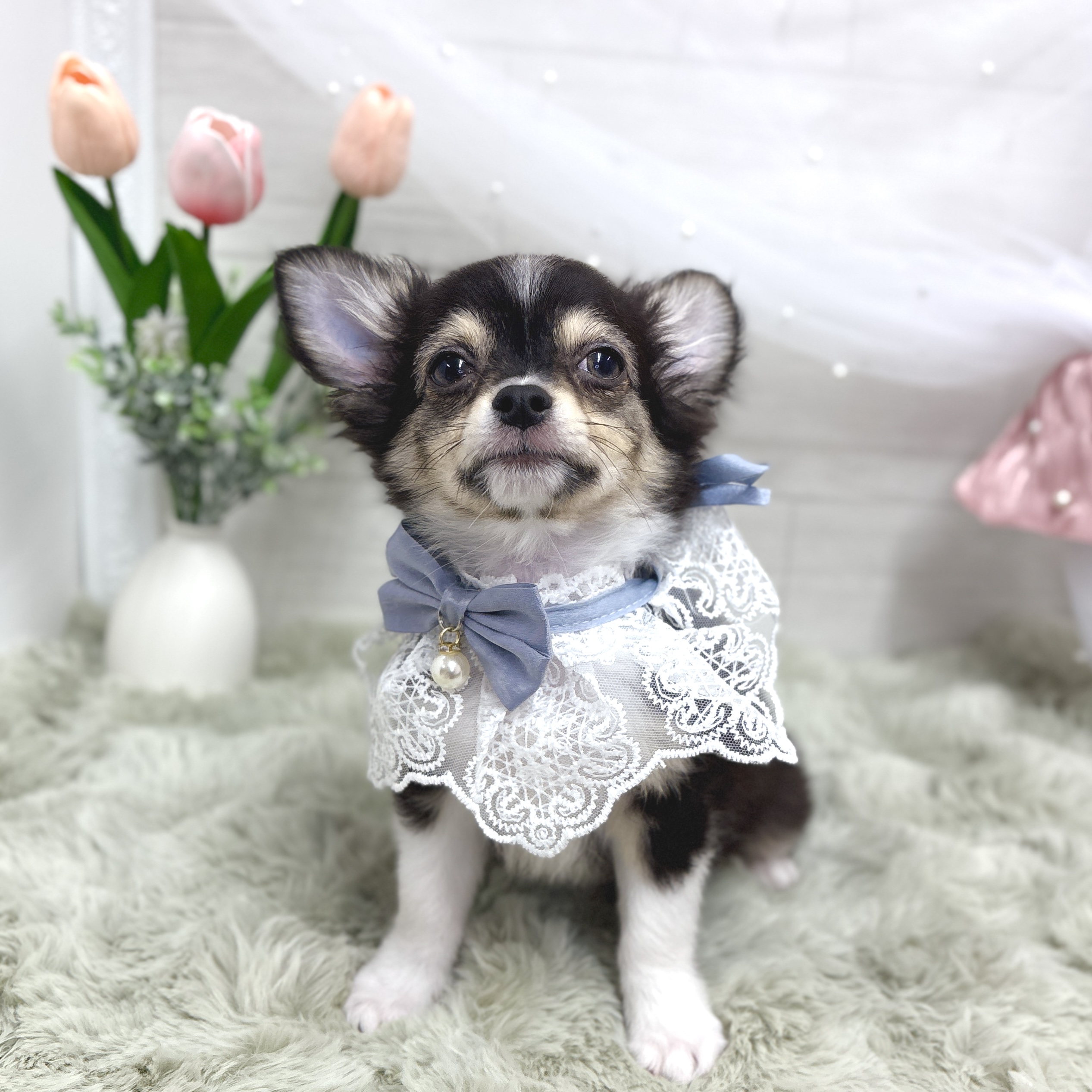 神奈川県のチワワ(ロング) (犬の家＆猫の里相模原店/2026年2月10日生まれ/男の子/ブラックタンホワイト)の子犬の2枚目の画像