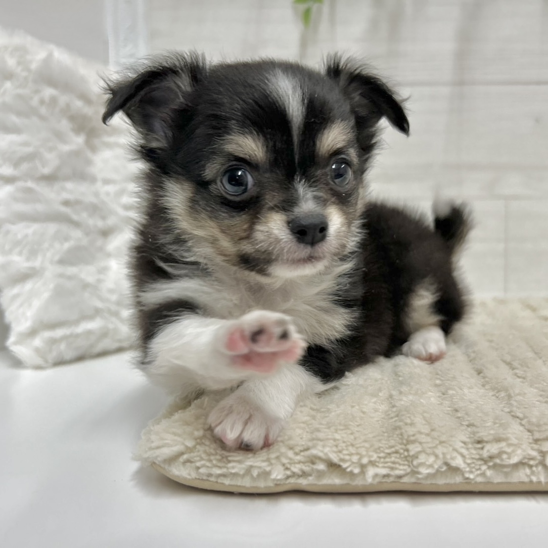 神奈川県のチワワ(ロング) (犬の家＆猫の里相模原店/2026年2月10日生まれ/男の子/ブラックタンホワイト)の子犬の2枚目の画像