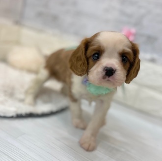 静岡県のキャバリアキングチャールズスパニエル (犬の家＆猫の里プレ葉ウォーク浜北店/2026年2月10日生まれ/女の子/ブレンハイム)の子犬の2枚目の画像