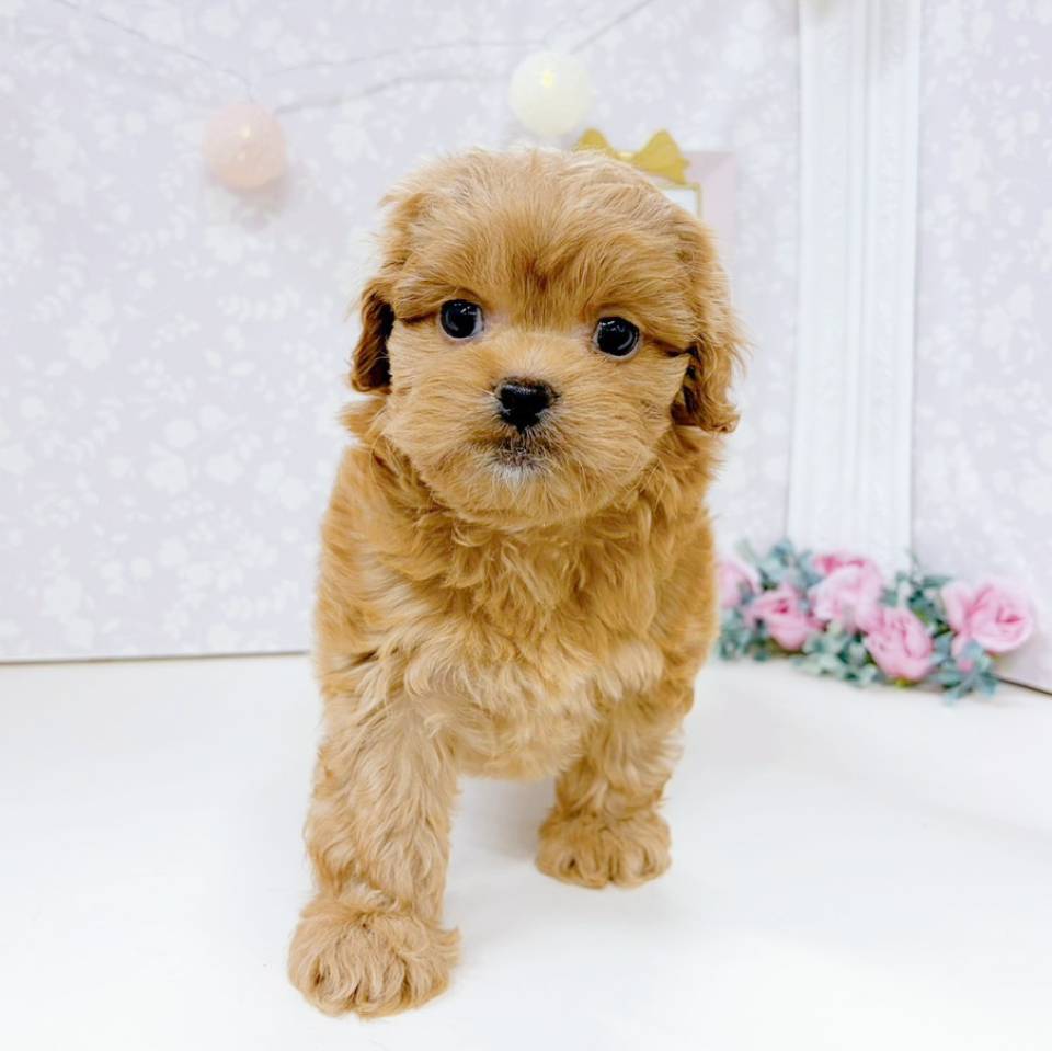 富山県のペキプー(ペキニーズ×プードル) (犬の家＆猫の里アミーゴ高岡蓮花寺店/2026年2月10日生まれ/女の子/レッド)の子犬の2枚目の画像