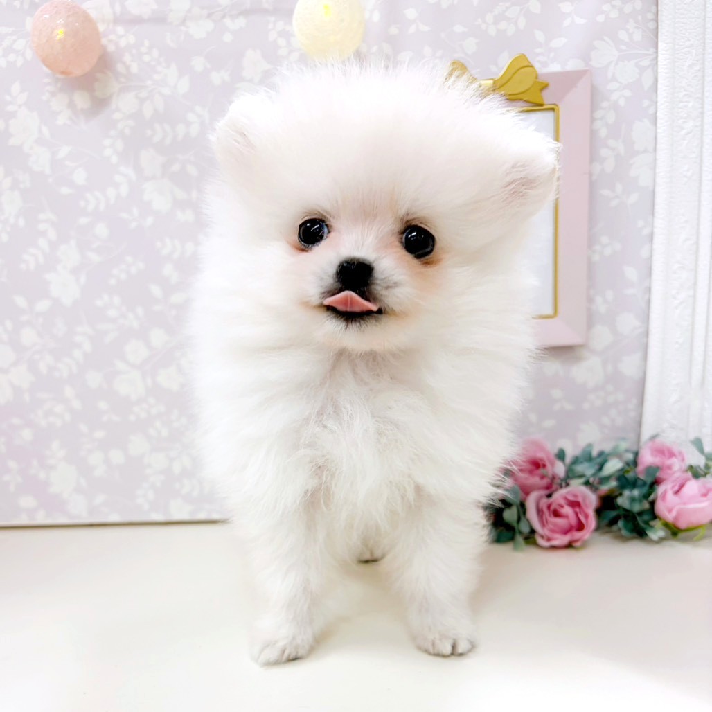 富山県のポメラニアン (犬の家＆猫の里アミーゴ高岡蓮花寺店/2026年2月10日生まれ/女の子/クリーム)の子犬の2枚目の画像