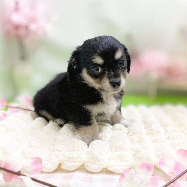 静岡県のチワックス(チワワ×ダックス) (犬の家＆猫の里藤枝店/2026年2月10日生まれ/男の子/ブラックタンホワイト)の子犬