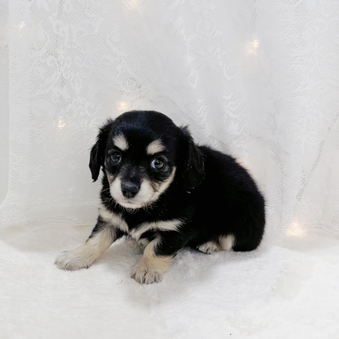 千葉県のチワックス(チワワ×ダックス) (犬の家＆猫の里BIGHOPガーデンモール印西店/2026年2月10日生まれ/女の子/ブラックタンホワイト)の子犬の2枚目の画像