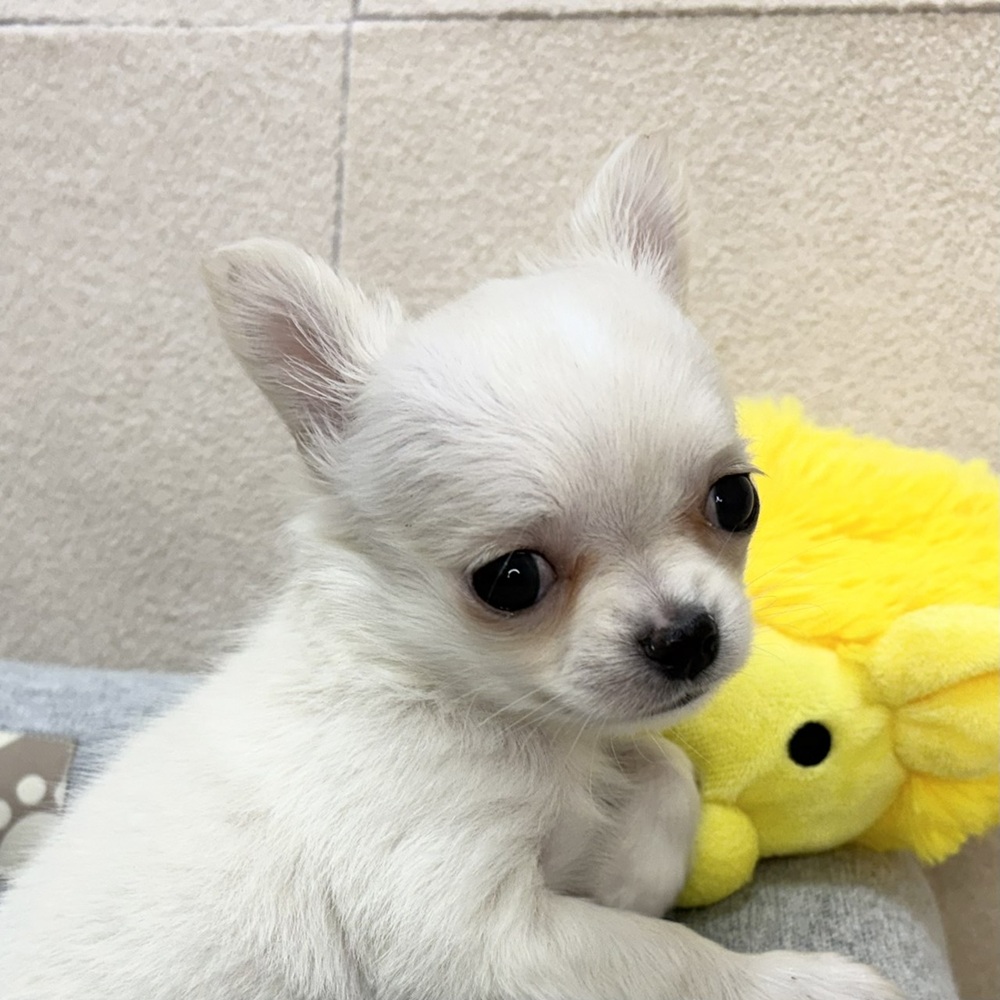 長野県のチワワ(ロング) (犬の家＆猫の里塩尻店/2026年2月9日生まれ/女の子/クリームホワイト)の子犬の2枚目の画像