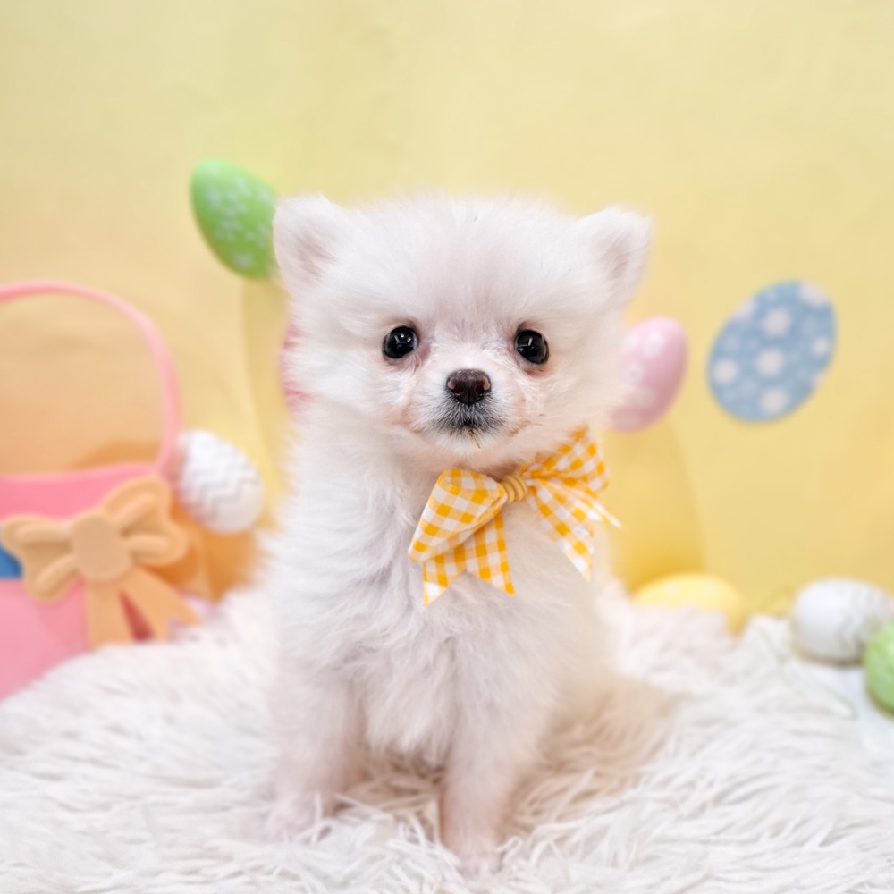 静岡県のポメチワ/チワポメ/ポメチー(ポメラニアン×チワワ) (犬の家＆猫の里富士店/2026年2月6日生まれ/女の子/クリーム)の子犬