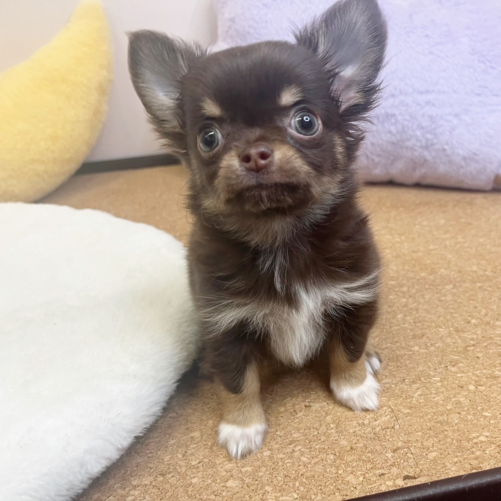 静岡県のチワワ(ロング) (犬の家＆猫の里マークイズ静岡店/2026年2月10日生まれ/男の子/チョコレートタン)の子犬の2枚目の画像
