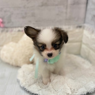 静岡県のパピヨン (犬の家＆猫の里プレ葉ウォーク浜北店/2026年2月10日生まれ/女の子/ホワイトブラウン)の子犬の2枚目の画像