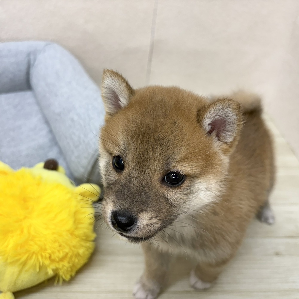長野県の豆柴 (犬の家＆猫の里塩尻店/2026年2月10日生まれ/男の子/赤)の子犬の2枚目の画像