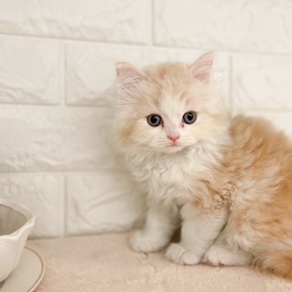 東京都のラガマフィン (犬の家＆猫の里新宿店/2026年2月7日生まれ/男の子/クリームタビーホワイト)の子猫の2枚目の画像