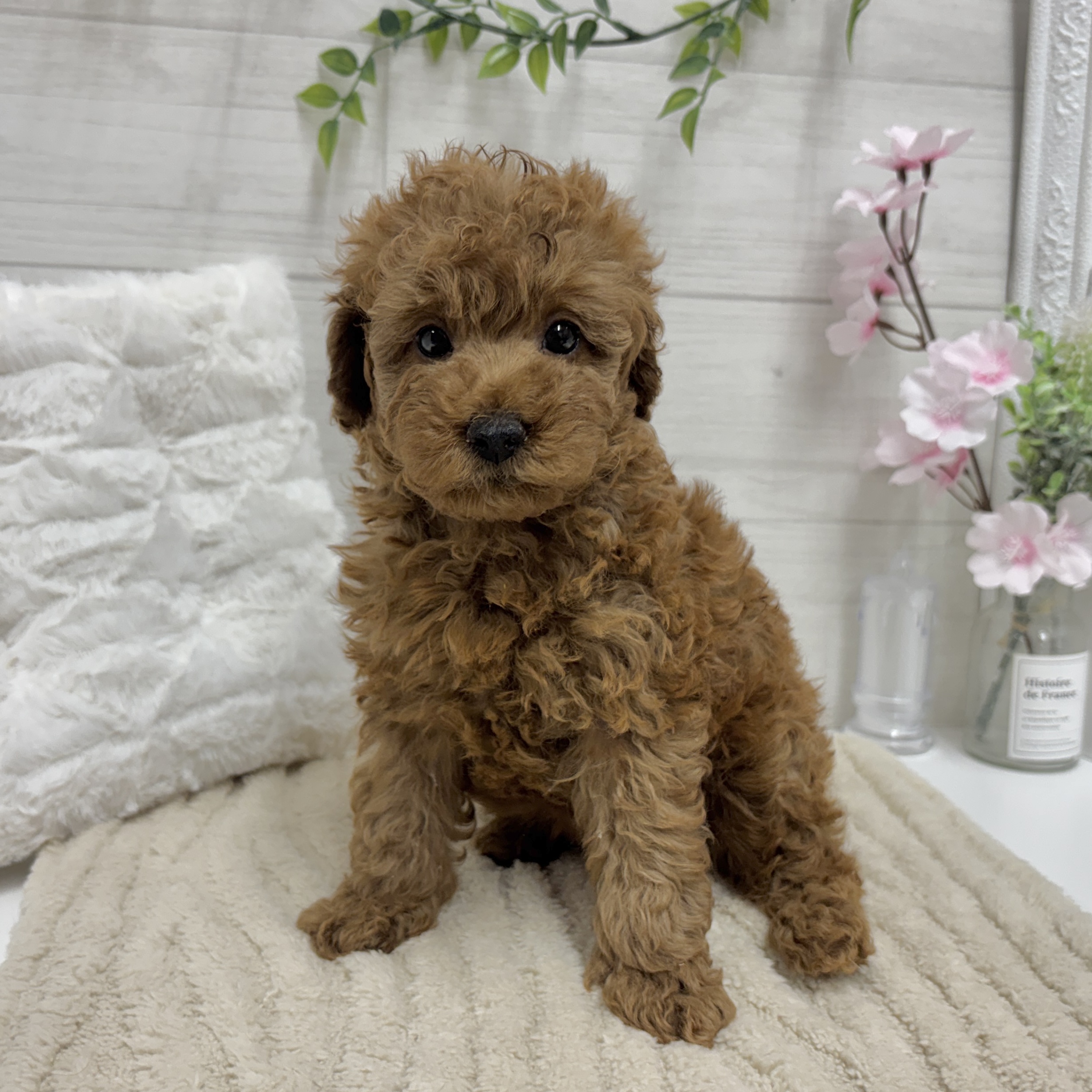 神奈川県のトイプードル(トイ) (犬の家＆猫の里相模原店/2026年2月7日生まれ/女の子/レッド)の子犬の2枚目の画像