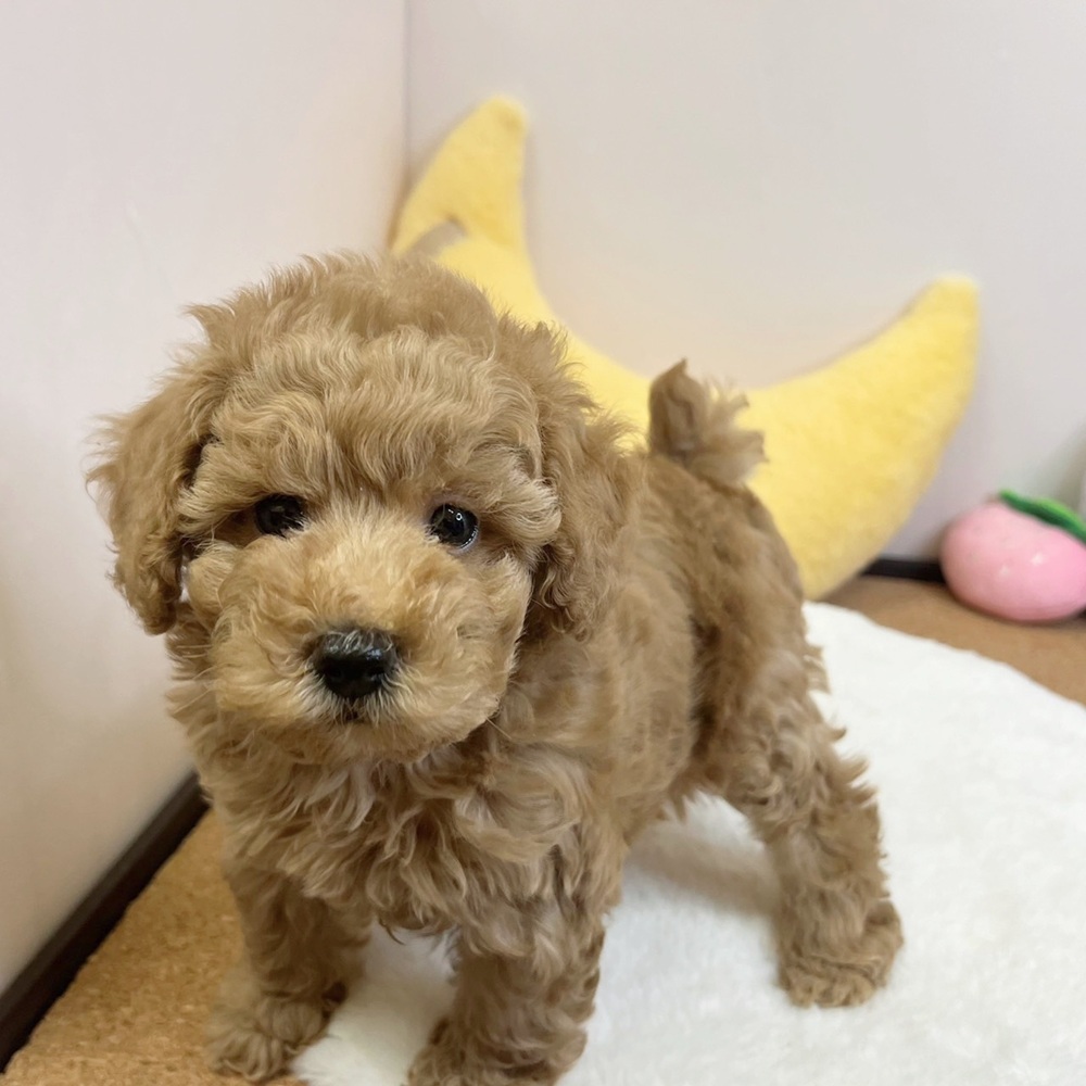 静岡県のトイプードル(トイ) (犬の家＆猫の里マークイズ静岡店/2026年2月8日生まれ/男の子/レッド)の子犬の1枚目の画像