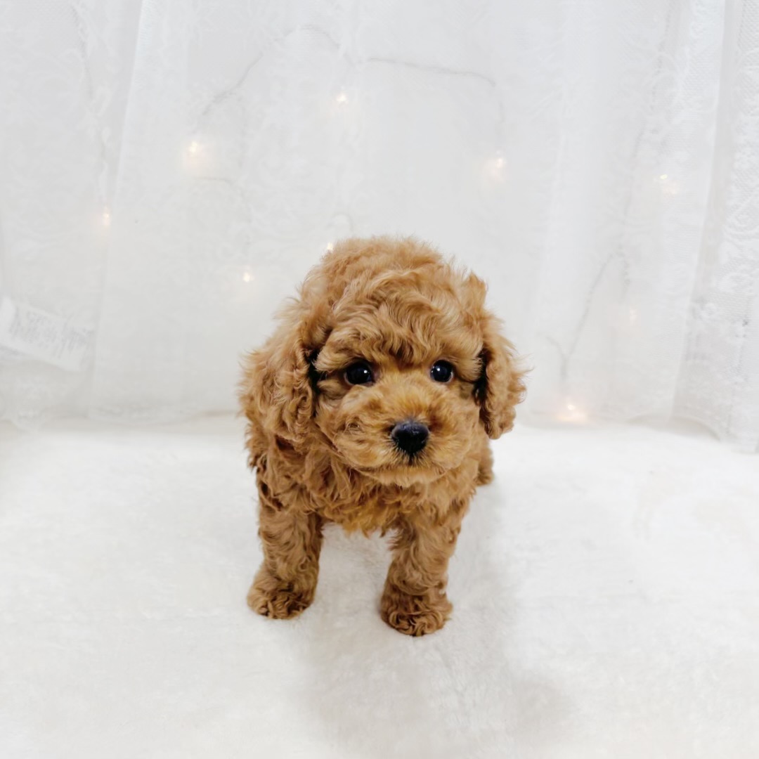 千葉県のトイプードル(トイ) (犬の家＆猫の里BIGHOPガーデンモール印西店/2026年2月8日生まれ/男の子/レッド)の子犬の2枚目の画像