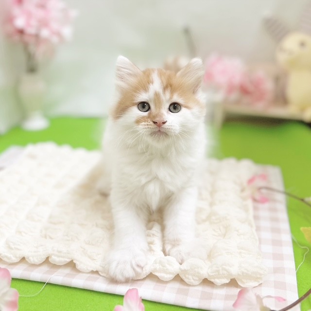 静岡県のマンチカン (犬の家＆猫の里藤枝店/2026年2月9日生まれ/男の子/レッドタビーホワイト)の子猫の1枚目の画像