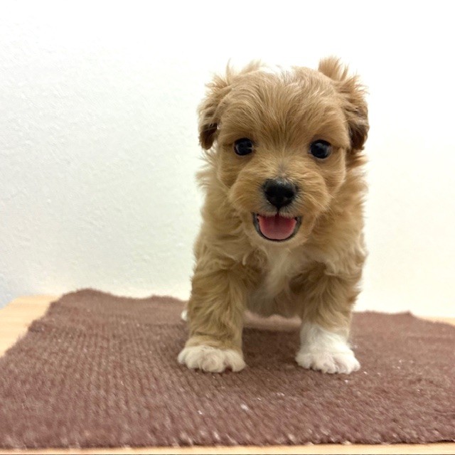 福岡県のポメプー(ポメラニアン×プードル) (犬の家＆猫の里トリアス久山店/2026年2月10日生まれ/男の子/クリーム)の子犬の2枚目の画像